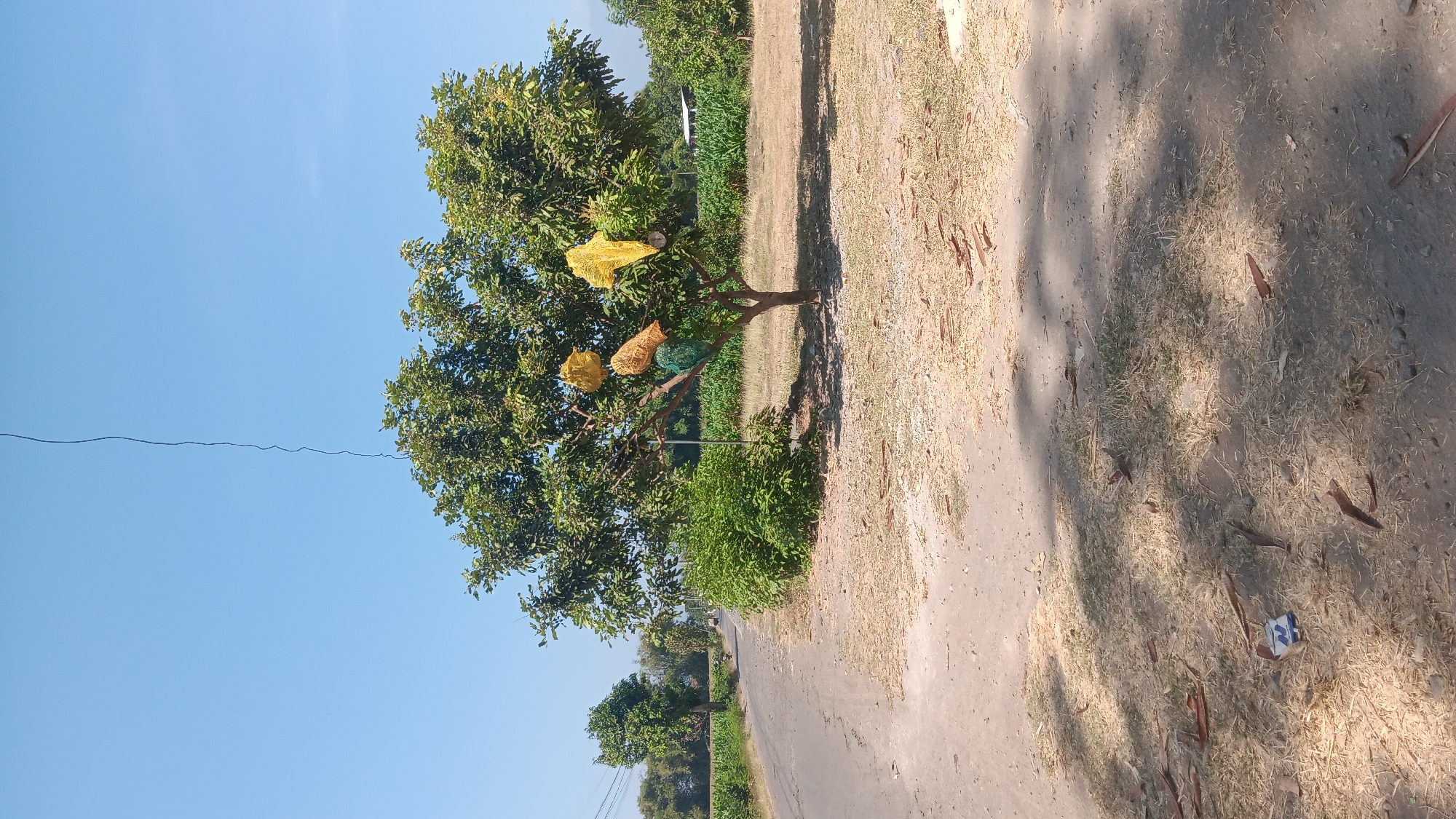 A bright, sunny day in Gemenggeng, Indonesia, showcases a rural roadside scene. A paved road curves to the left, bordered by dry, grassy fields and some vegetation. A lone motorcycle is visible in the distance on the road, heading away from the viewer. The foreground is a dusty, unpaved area with scattered dry leaves and grass. In the mid-ground, a medium-sized tree stands prominently, its branches adorned with several yellow, mesh-like objects, possibly decorations or protective coverings, and one green object. Behind the tree is a dense bush. Further in the background, more trees and foliage are visible, along with what appears to be agricultural fields. A thin, dark wire extends vertically from the top of the frame down towards the tree. A small blue and white package lies on the ground in the lower left foreground. The sky is clear and blue.