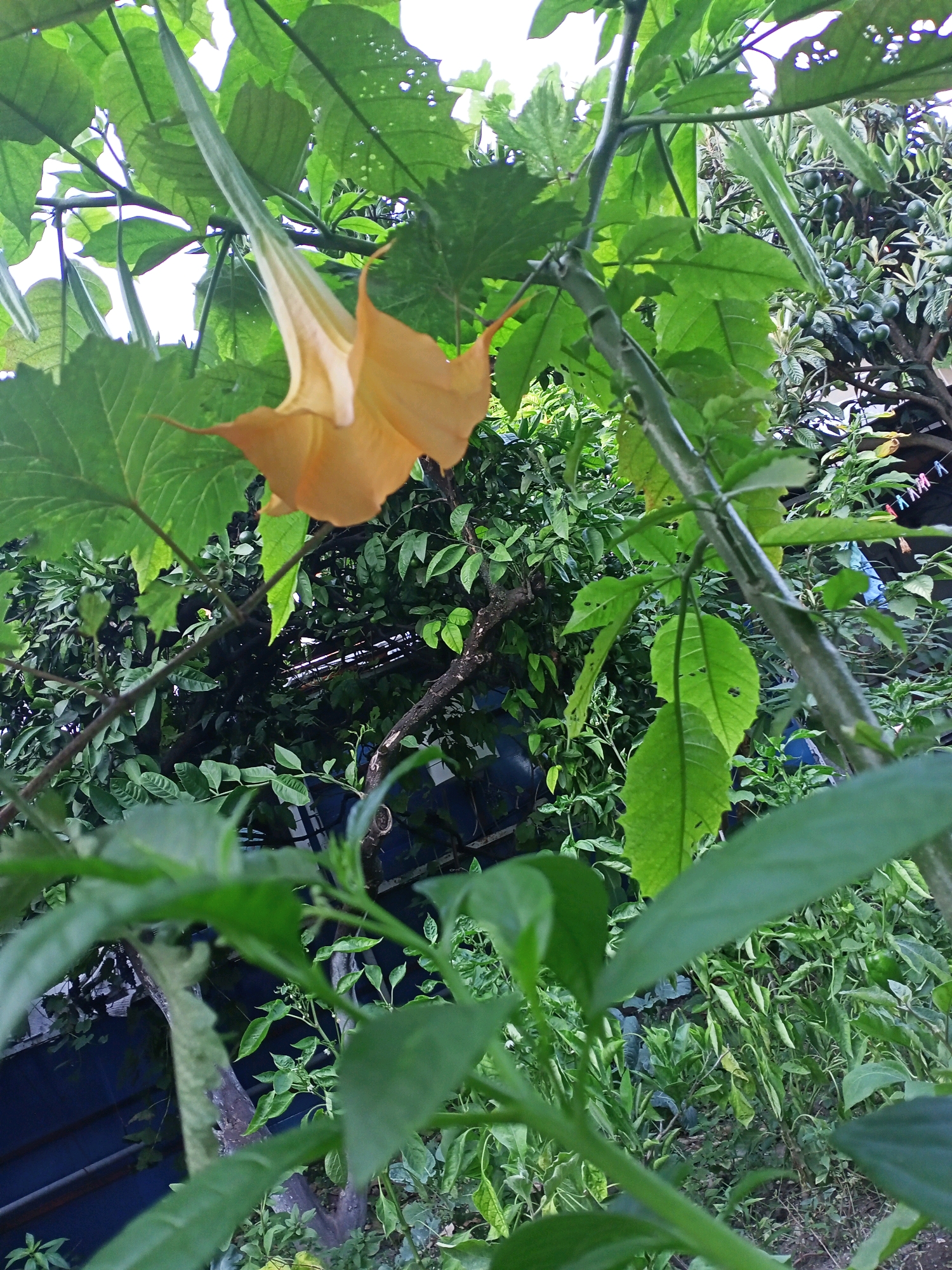 A low-angle, close-up shot captures a single, large, trumpet-shaped, pale orange flower suspended from its stem amongst lush green foliage. The flower's petals are slightly unfurled, revealing a lighter interior. The background is densely packed with various green leaves and branches, with glimpses of a dark blue structure and some laundry hanging on a clothesline in the upper right quadrant, suggesting a residential or garden setting. The environment appears to be outdoors, with natural light illuminating the scene. The overall impression is one of natural growth and abundance. The image is not possible to definitively place in Tsandrypsh, Abkhazia without further information.