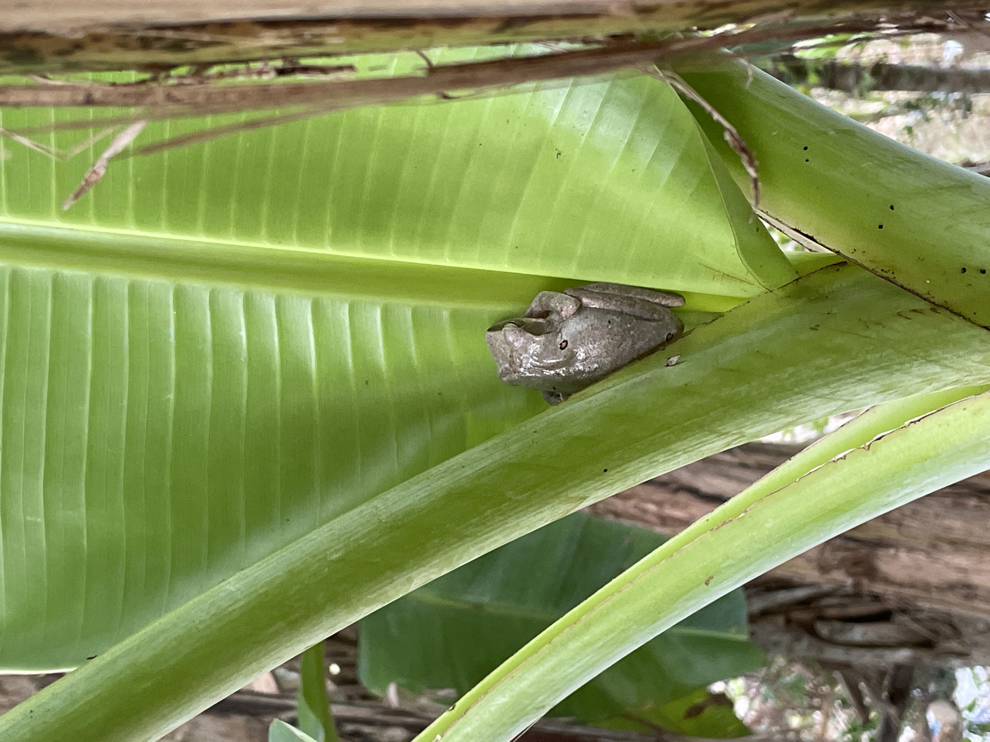 A small, gray-brown frog is perched on a bright green banana leaf stem in what appears to be a tropical or subtropical outdoor environment. The frog is curled up, with its legs tucked beneath it. The banana leaf stem is thick and ribbed, with several other stems and leaves visible in the background, along with blurred trees and foliage. The image is taken from a medium-close perspective, focusing on the frog and its immediate surroundings. The lighting suggests it is daytime, with soft, diffused light. The scene is static and appears to capture a moment of stillness. There are no people or any indications of human activity in the frame.