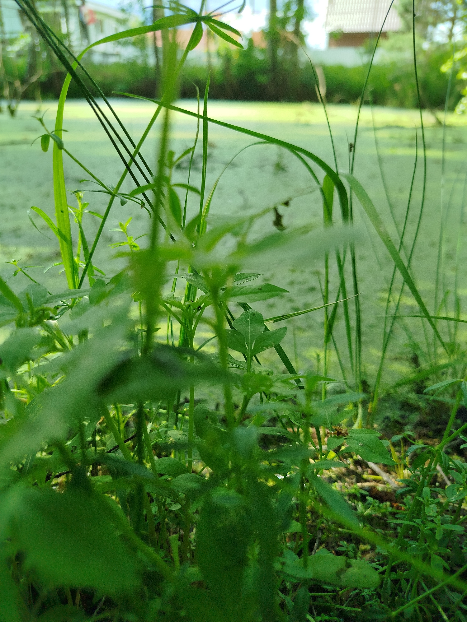 The image shows a close-up view of dense green vegetation in Боровково, Russia, possibly near a body of water covered with algae or duckweed. The foreground is filled with various plants and grasses, obscuring the view of what lies beyond. In the background, blurred structures resembling buildings with sloping roofs can be discerned. There is no evidence of people or explicit actions in the image.
