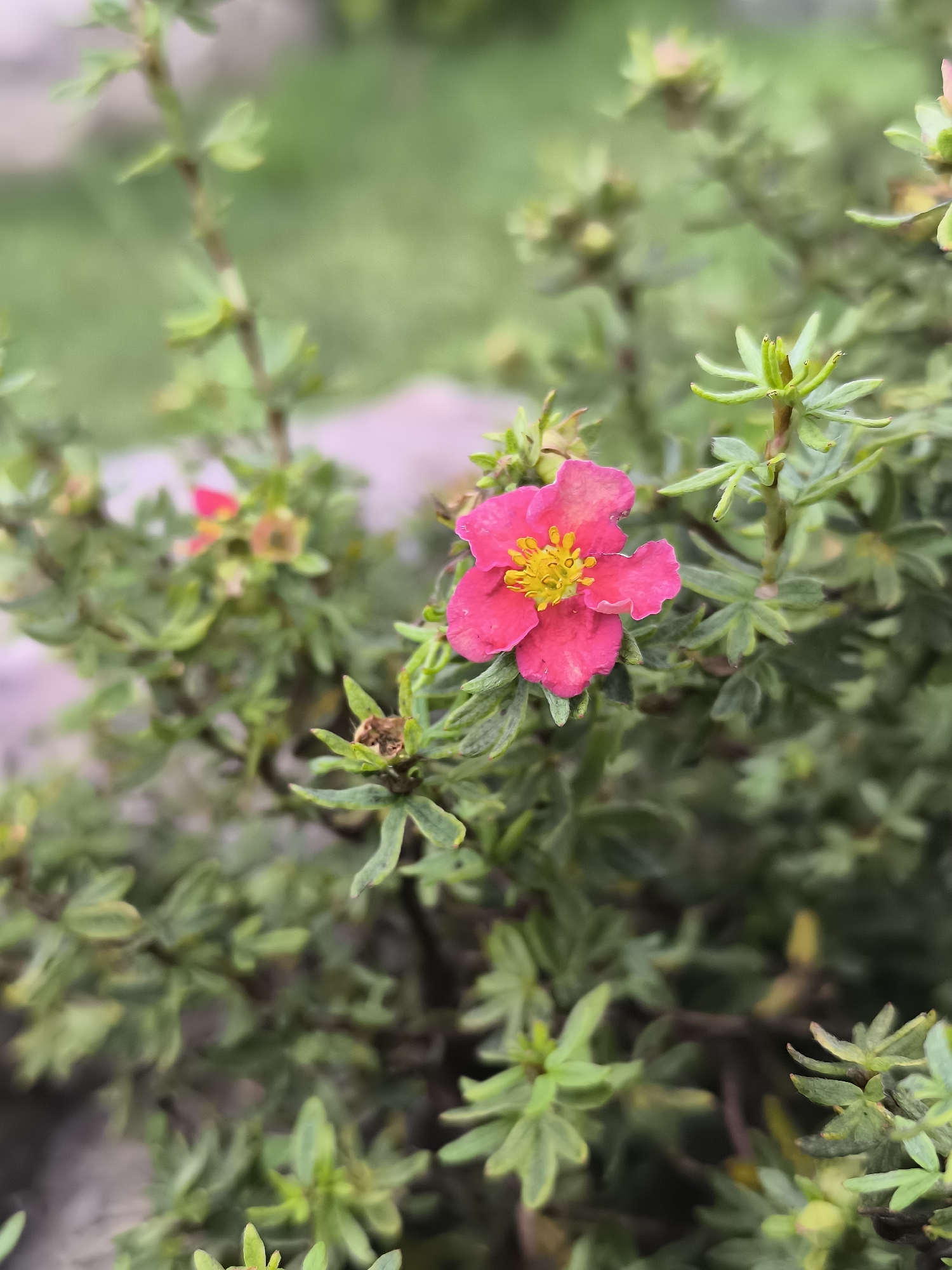 A single vibrant pink flower with a yellow center is in sharp focus, positioned slightly to the right of the frame. The flower has five petals and is surrounded by green, leafy foliage. The background is blurred, suggesting a shallow depth of field, and it consists of more green leaves and hints of pink and gray. The setting appears to be an outdoor garden or park environment. This image was taken in Mažučiai, Lithuania.