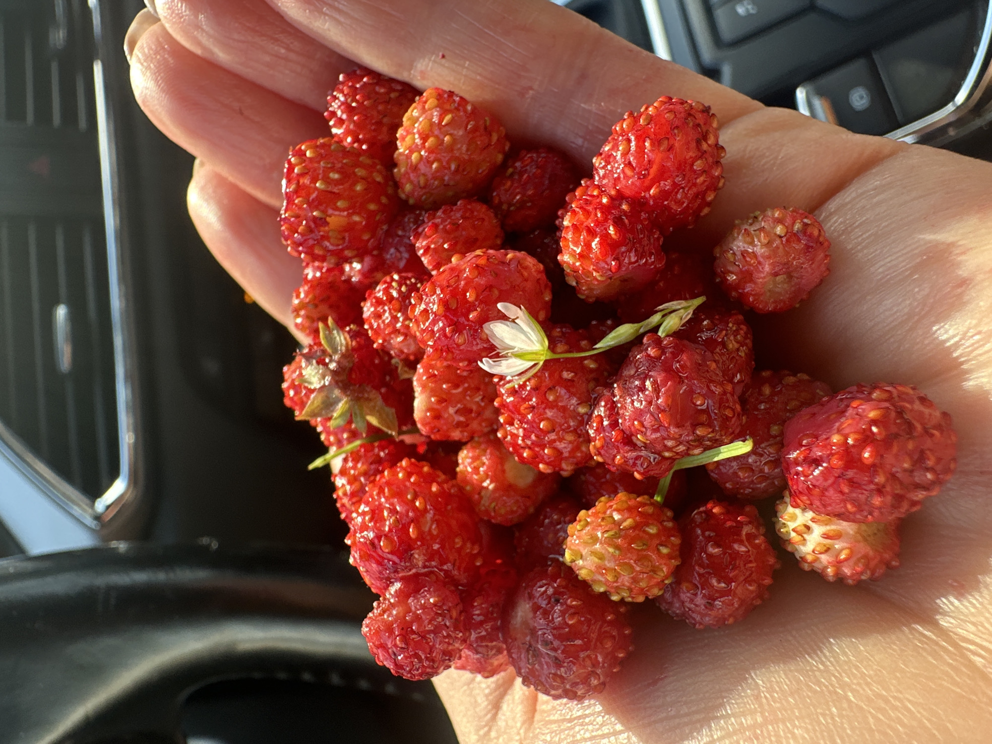 A close-up, overhead shot captures a hand holding a cluster of wild strawberries. The strawberries are small, bright red, and have visible seeds. One small white flower with a yellow center is nestled amongst the berries. The hand appears to be tanned and is positioned in the foreground, with the blurred interior of a car visible in the background. The car's dashboard includes a steering wheel and air vents, suggesting the scene takes place inside a vehicle. The lighting indicates it is daytime, with sunlight casting shadows. The location is identified as Chaikovsky, Russia.