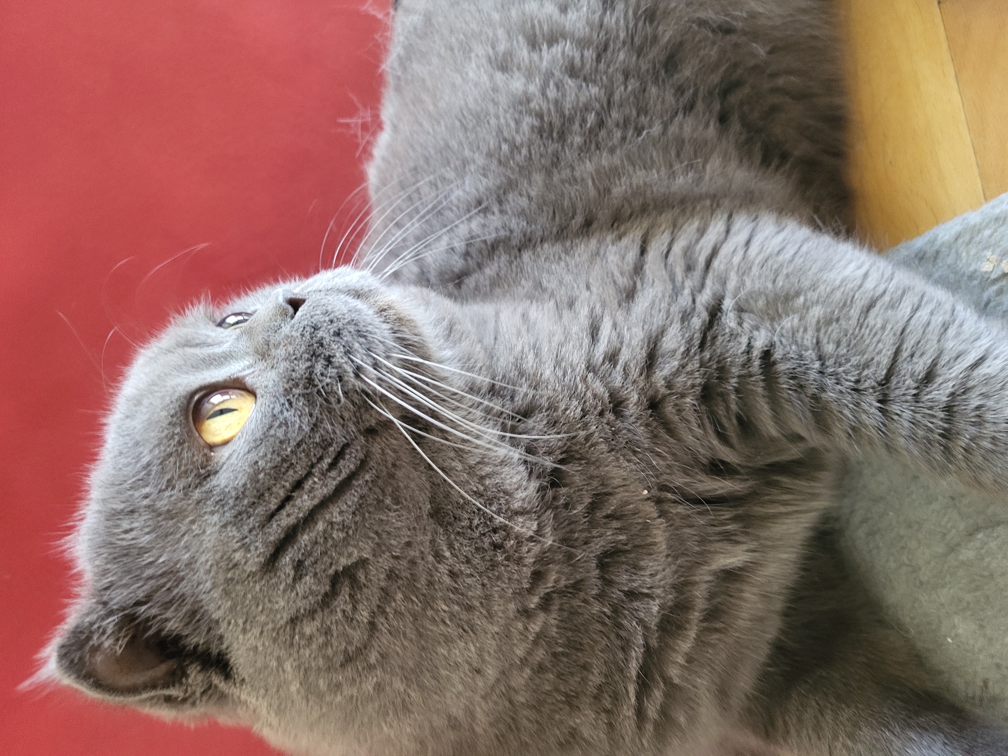 A close-up shot shows a fluffy, grey British Shorthair cat with bright yellow eyes, looking to the right. The cat's fur is thick and dense, with subtle tabby markings visible on its face and body. Its whiskers are long and white, fanning out from its nose. The cat is lying down on a textured grey surface, possibly a cushion or blanket, and its hind legs are visible in the foreground. The background is a vibrant, solid red color, creating a stark contrast with the cat's grey fur. The lighting is natural and illuminates the cat's features clearly. The image is a medium shot, focusing on the cat's upper body and head, with a shallow depth of field that blurs the background and highlights the subject.
