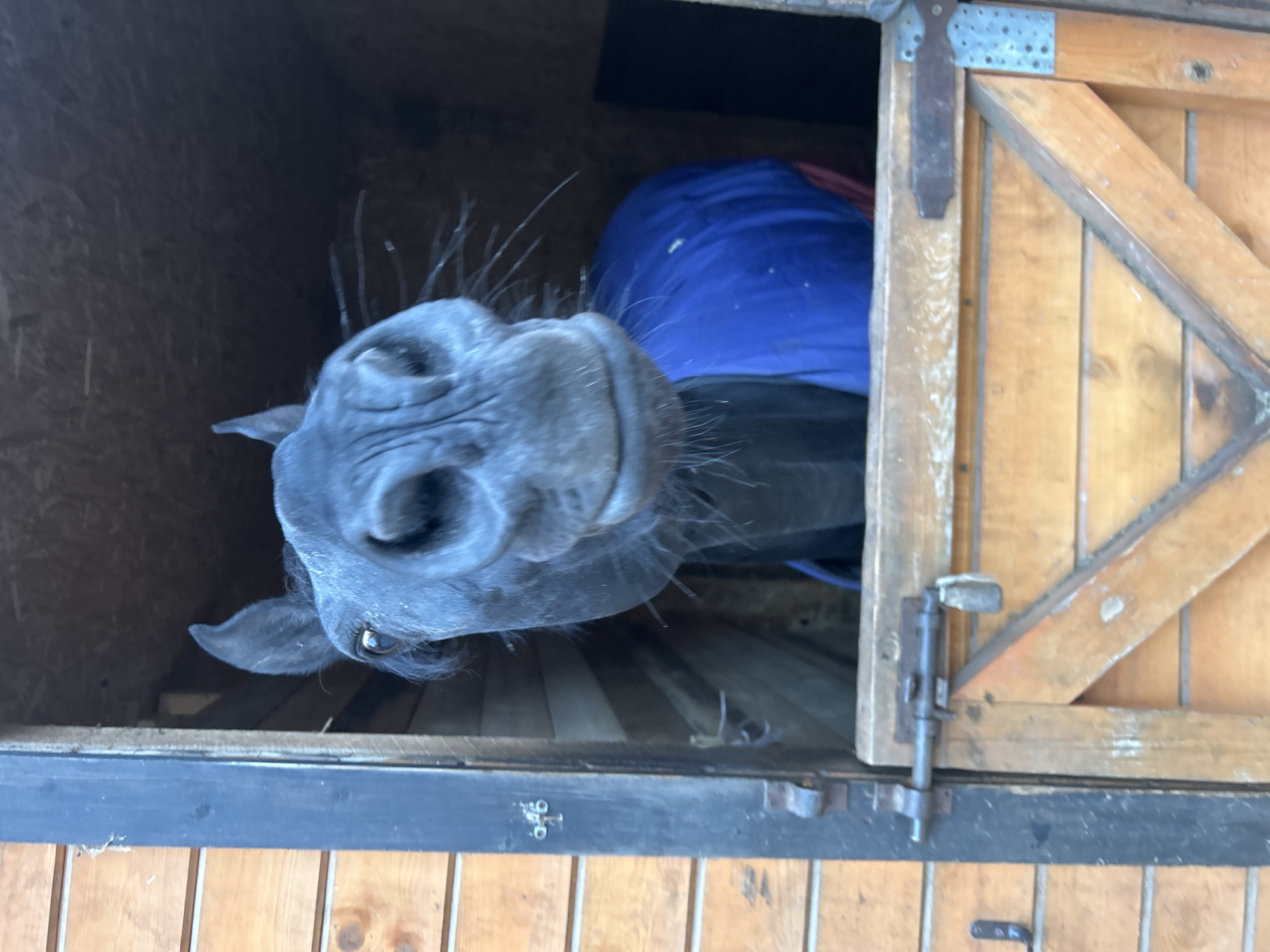 A black horse, wearing a blue and red blanket, sticks its head out from inside a wooden stall. The horse's head is tilted at an angle. The stall door is open slightly, revealing the horse's face and part of its body. The stall is constructed of wood with metal trim. The location is unknown, and there is no indication that it is in Moscow, Russia.