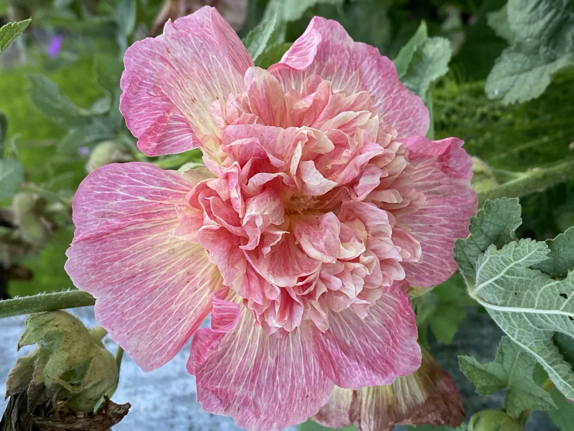 A close-up, eye-level, vertical shot shows a double hollyhock flower in Cairaclia, Moldova. The flower is a vibrant pink with delicate yellow veins. The petals are ruffled and layered, with a complex center of smaller, tightly curled petals. The background is a blur of green foliage and a light blue, textured surface, possibly a wall. The lighting is soft and natural, highlighting the flower's intricate details.