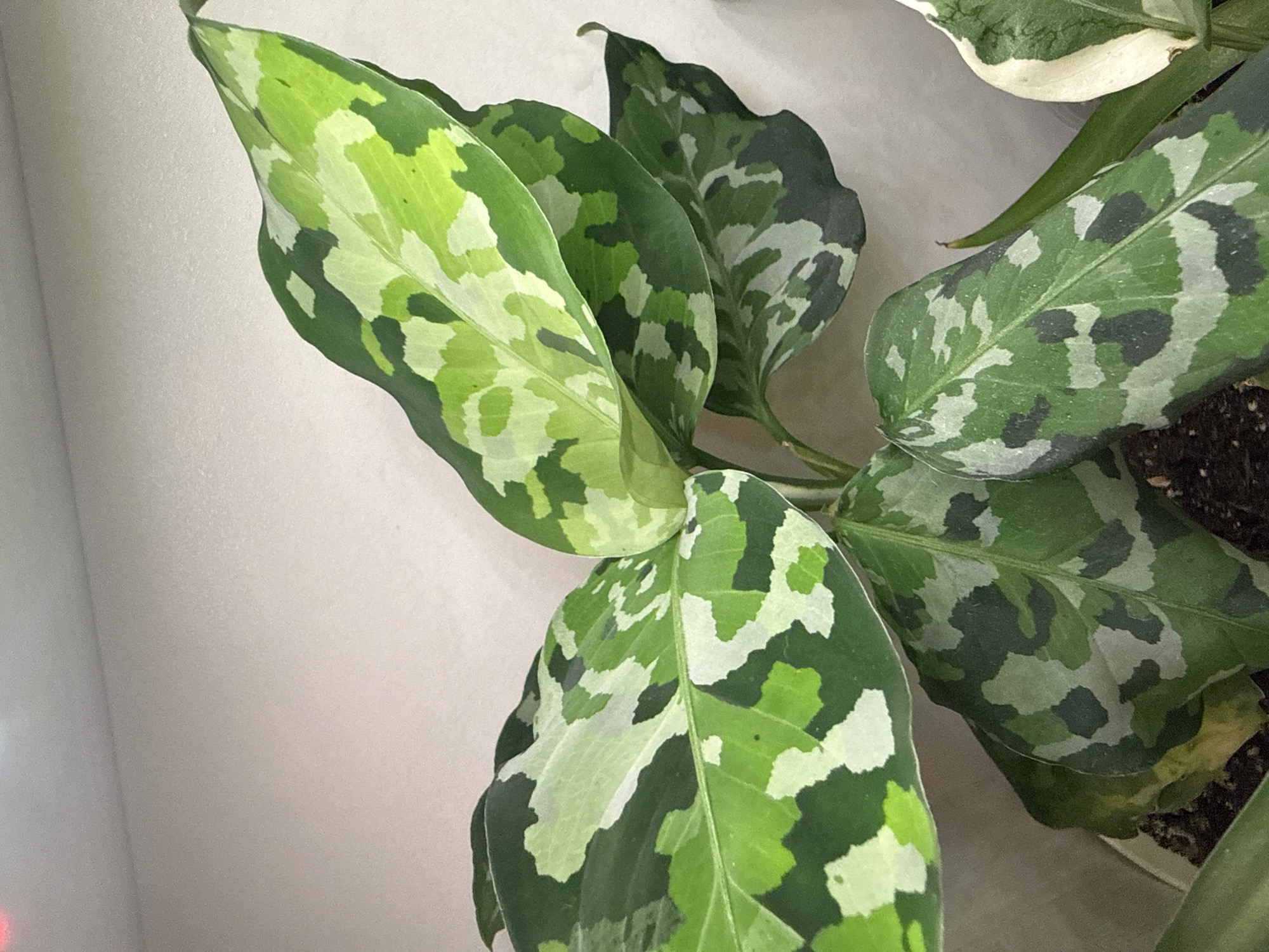 The image shows a close-up of a plant with large, variegated leaves. The leaves have a camouflage-like pattern of dark green, light green, and white patches. The plant is in a pot, and some soil is visible. The background is a plain, light-colored wall. There are no people or animals present, and no specific location in Shchyolkovo, Russia is identifiable.