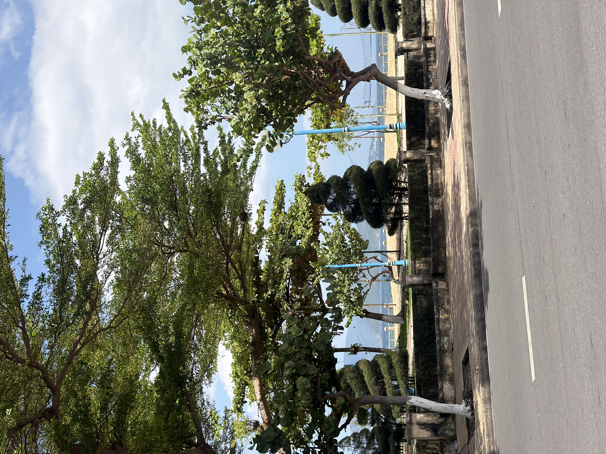 The image, oriented vertically, captures a vibrant outdoor scene alongside a coastal road, likely in Nha Trang, Vietnam.
In the foreground on the right, a paved asphalt road is visible, featuring a clear white dashed lane marking. Adjacent to the road on the left is a concrete sidewalk, bordered by a strip of land containing several trees and meticulously trimmed hedges.
The midground is dominated by a row of lush green trees of varying sizes and leaf types, casting dappled shadows. Some tree trunks are painted white at their bases. Interspersed among the foliage are tall, blue lamp posts. Behind this line of trees and hedges, a low fence or barrier can be seen, beyond which appears to be a sandy stretch, possibly a beach.
In the background, a vast body of water, likely the sea or ocean, stretches towards the horizon, meeting distant mountains or hills. The sky above is a clear blue, adorned with scattered white clouds, suggesting good weather conditions.
No people are visible in the scene, and there is no specific activity taking place; the image presents a static landscape. Notable details include the neatly manicured hedges, some shaped into decorative forms, and the whitewashed tree trunks. The bright, natural light indicates it is daytime, likely mid-morning or afternoon. There is no visible text in the image.