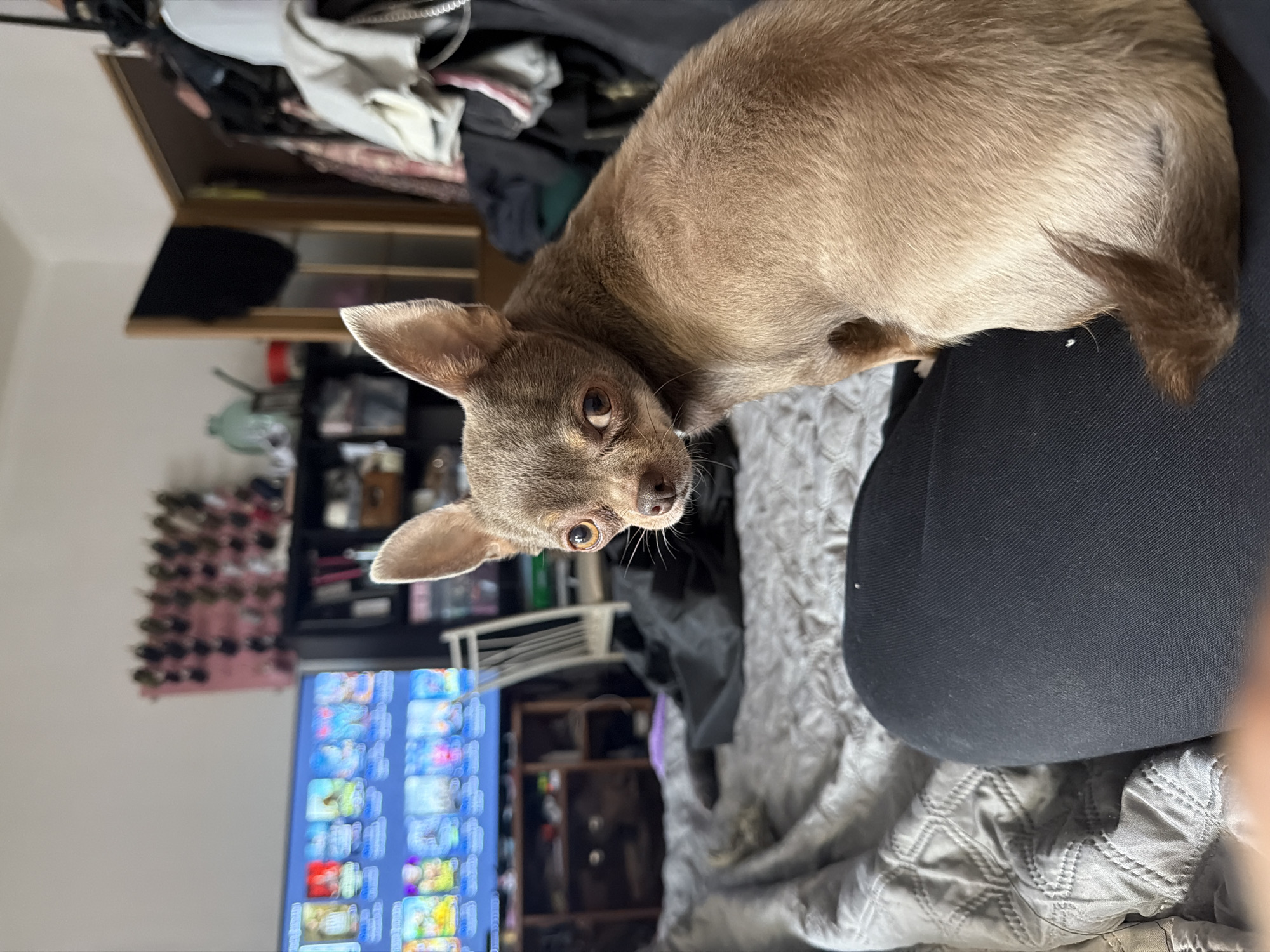 A brown Chihuahua with large ears sits on a person's lap, looking at the camera. The person wears black clothing and sits on a gray patterned bedspread. In the background, a television displays images, and a shelf is visible with various items, including a pink wine rack. The location cannot be determined as Saint Petersburg, Russia.