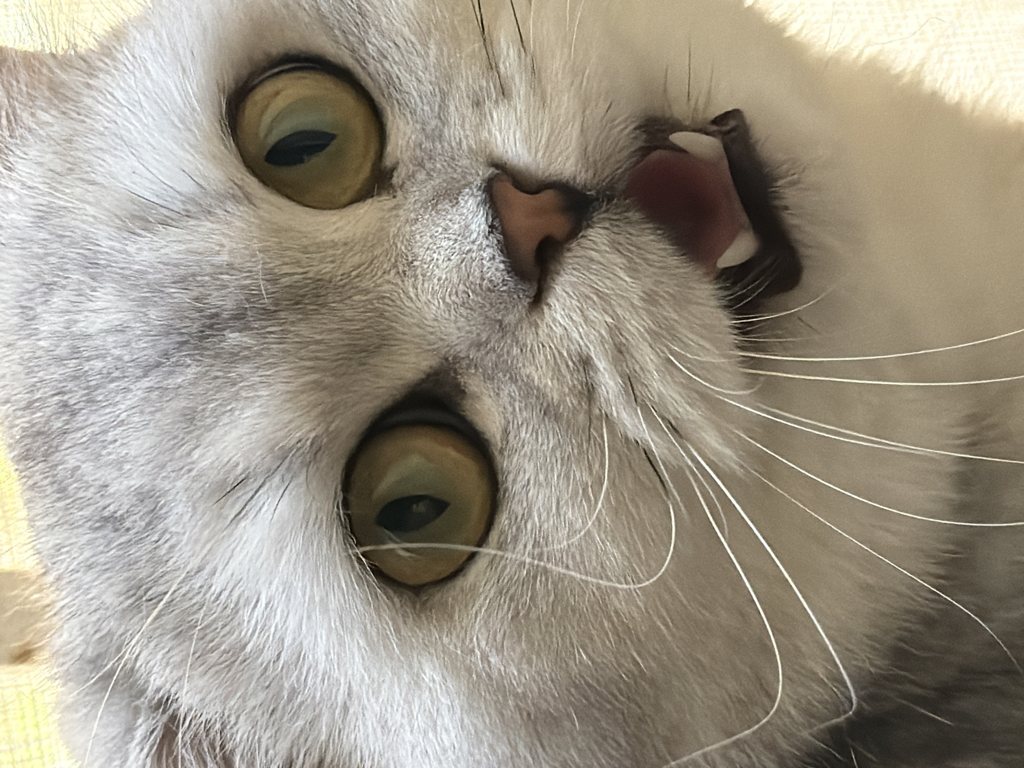 A close-up, eye-level shot focuses on the face of a light-colored cat with large, round, yellow-green eyes. The cat's mouth is open, revealing its pink tongue and white teeth. Its fur is short and appears soft. The background is blurred and light-colored, suggesting a bright environment. There are no people or any recognizable landmarks of Rome, Italy, present in the image.