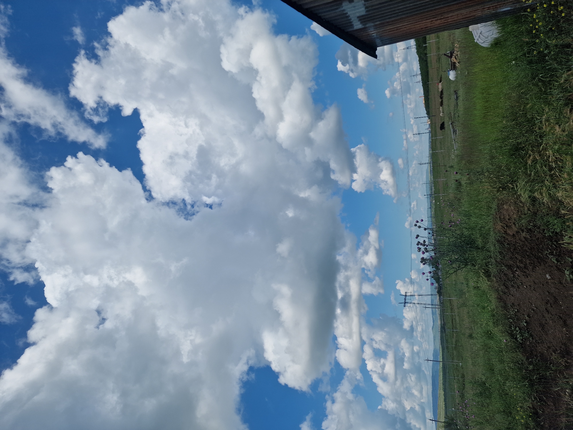 The image depicts an outdoor scene dominated by a vast blue sky filled with fluffy white clouds. In the foreground, a portion of a corrugated metal roof is visible on the top right. The scene transitions to a grassy field stretching into the distance, with several power lines and poles traversing the landscape. A line of trees can be seen in the far distance, and mountains are faintly visible on the horizon. The grass is a vibrant green, and some purple flowers are scattered throughout. A dirt path is visible on the right side of the image. There are a few objects scattered in the field, including what appears to be a white tarp and some bags. A dark animal, possibly a cow or a bull, is visible in the field near some of the power lines. The overall impression is a rural landscape on a bright, possibly sunny day with a few clouds. The orientation of the image is landscape, suggesting it was taken outdoors in a somewhat open area.