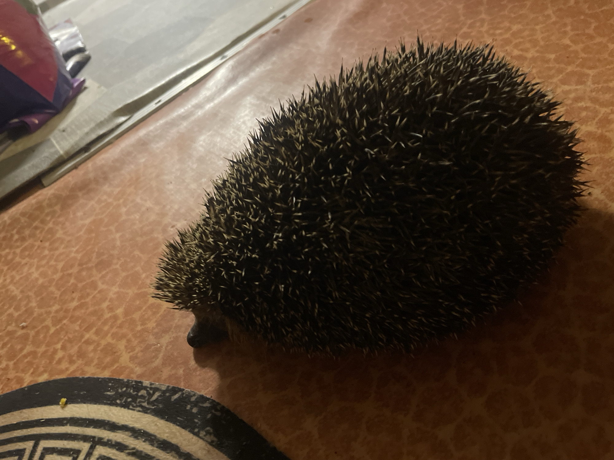 A hedgehog is pictured from a high angle, lying on its side on an orange, textured surface. The hedgehog's spines are visible, appearing dark brown and spiky. To the left of the hedgehog, a portion of a black and tan patterned object is visible. In the background, a light-colored surface with a metallic sheen is present, along with some blurred colorful objects. The scene appears to be indoors, possibly in Laishevo, Russia, but no specific urban features are identifiable.