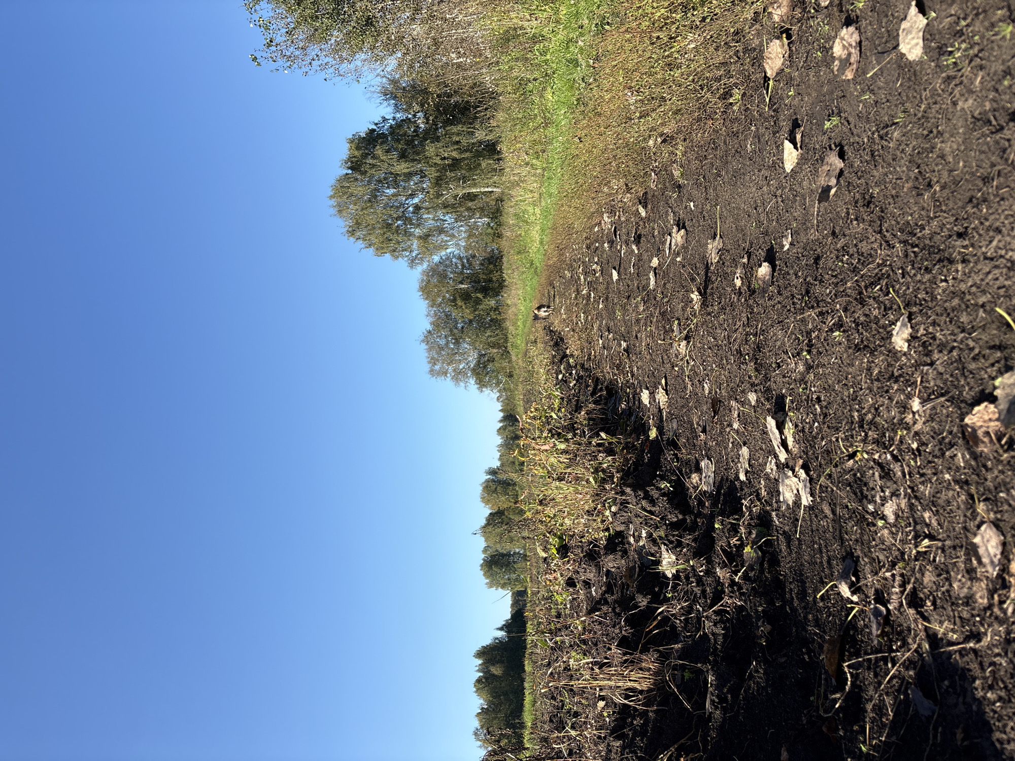 The image depicts an outdoor scene with a clear blue sky. In the foreground, a dirt path is visible, littered with fallen leaves and scattered dry vegetation. The path leads into the distance, bordered by fields on the left and a grassy area with trees on the right. The fields appear to have been recently harvested, with remnants of dry crops. A small dog, partially visible, is walking on the path in the middle distance. The environment suggests an autumn setting in a rural area, possibly near Verkh-Bobrovka, Russia, given the context.