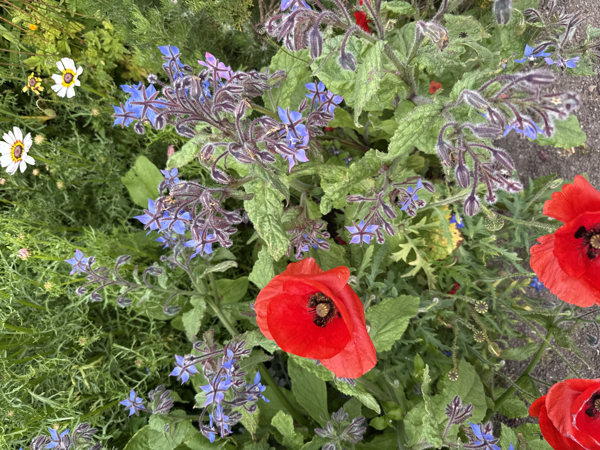 The image depicts a close-up view of a garden bed featuring a variety of blooming flowers. Prominent among them are vibrant red poppies, their delicate petals unfurling to reveal dark centers. Interspersed are clusters of small, star-shaped blue flowers, likely borage, with fuzzy stems and buds. In the background, white and yellow daisies add further color to the scene. The foliage is lush and green, creating a dense and naturalistic environment. The ground beneath the flowers appears to be a mix of soil and gravel. There are no people visible in the image. The scene is set in an outdoor environment, suggesting a garden or park setting. The image does not provide any specific information that would allow for an identification of its location within the city of Lerwick, United Kingdom.