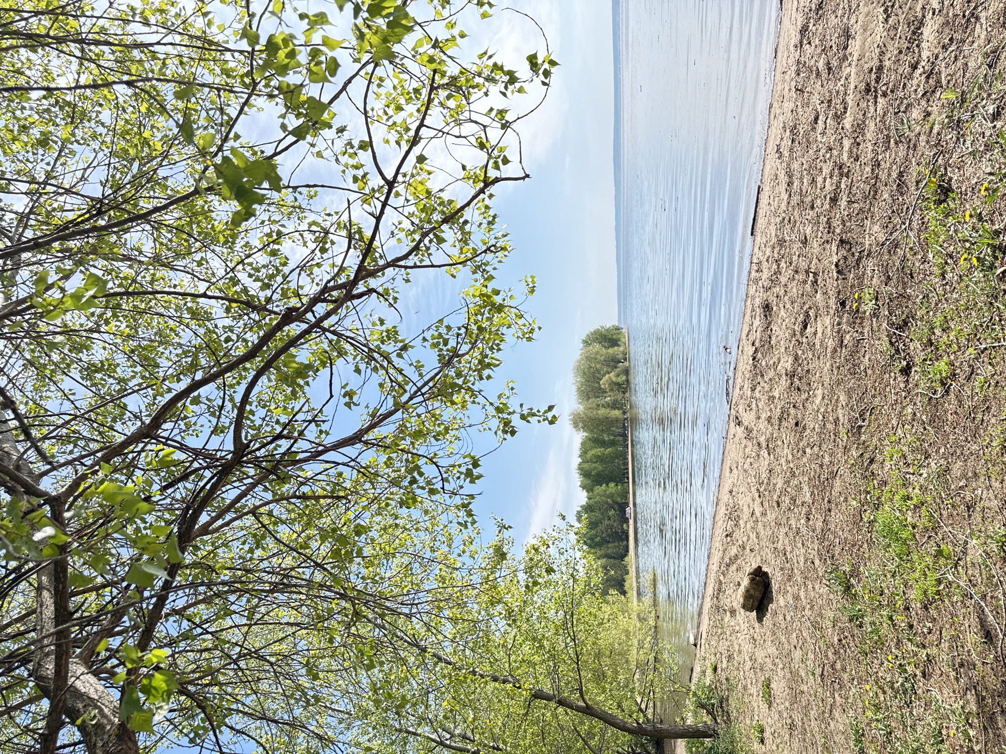 The image depicts a waterfront scene, presumably in the city of Noviy, Russia, based on the prompt. A sandy beach stretches along the edge of a body of water, with some vegetation scattered along the shoreline. The water appears calm, with a line of trees visible on the opposite shore. In the foreground, tree branches with green leaves frame the sky and water. A rock or debris is partially buried in the sand near the water's edge. There is no visible human presence in the image. The sky is blue with some wispy clouds.
