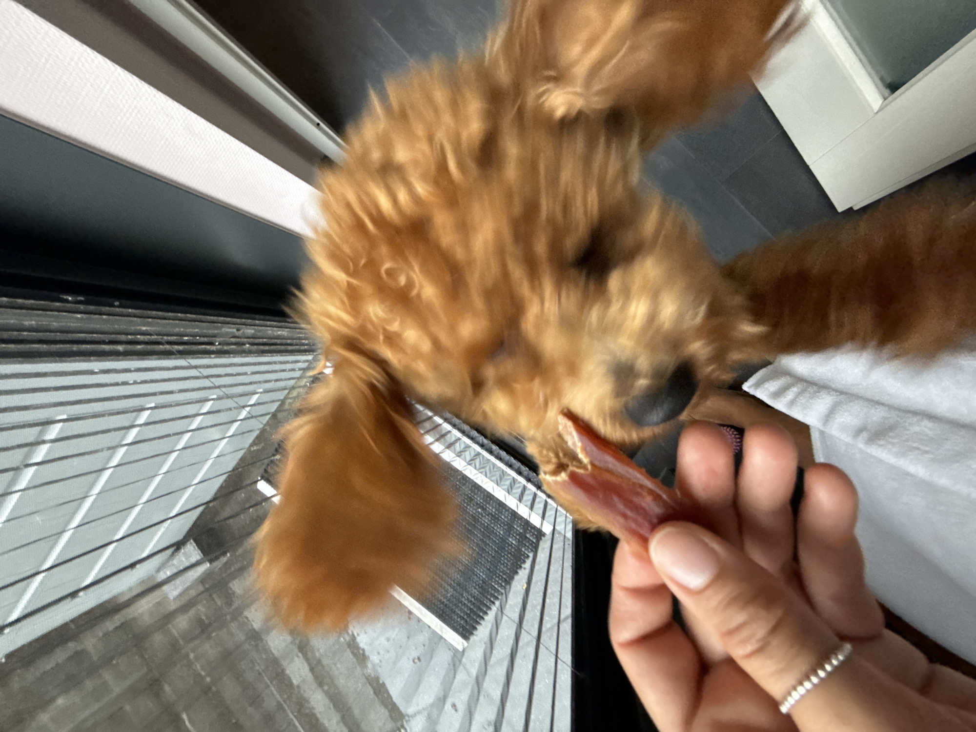 The image shows a close-up of a person's hand holding a dried meat treat for a dog. The dog, a golden doodle, is blurry due to motion, with its head turned towards the treat. The background includes a window with blinds, a dark tiled floor, and a white door frame. The setting appears to be indoors, possibly in an apartment or house, with natural light coming from the window. The location is Marum, Netherlands.