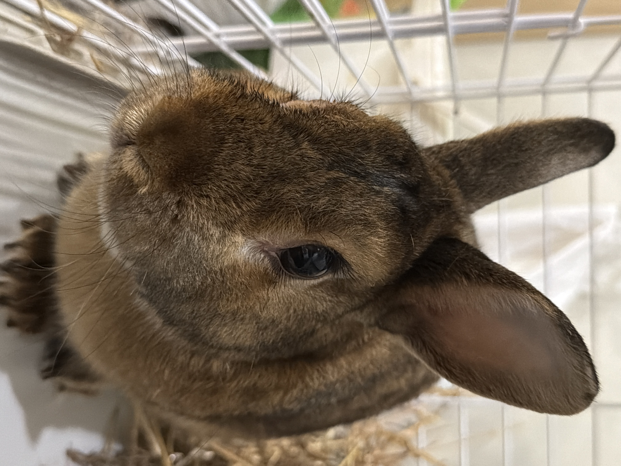 A close-up, eye-level shot shows a brown rabbit in a cage. The rabbit is facing left, with its head tilted slightly upwards. Its left ear is visible, pointing upwards, while its right ear is mostly obscured. The rabbit's fur is a mix of brown and black, with lighter fur around its nose and eyes. Its right eye is open and dark, reflecting light. The rabbit's nose is slightly twitching, and its whiskers are long and dark. The cage is made of white metal bars, and hay is visible in the background. The lighting is bright and even.