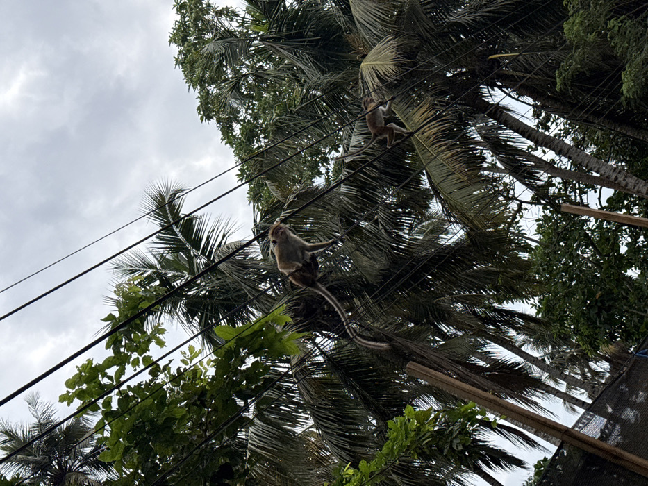 Two monkeys are on overhead power lines amidst lush tropical foliage and palm trees. One monkey is closer, with its tail dangling down. The other monkey is further away on the lines. The sky is overcast. The scene is shot from a low angle, looking upwards. The power lines cut through the palm fronds and dense greenery.