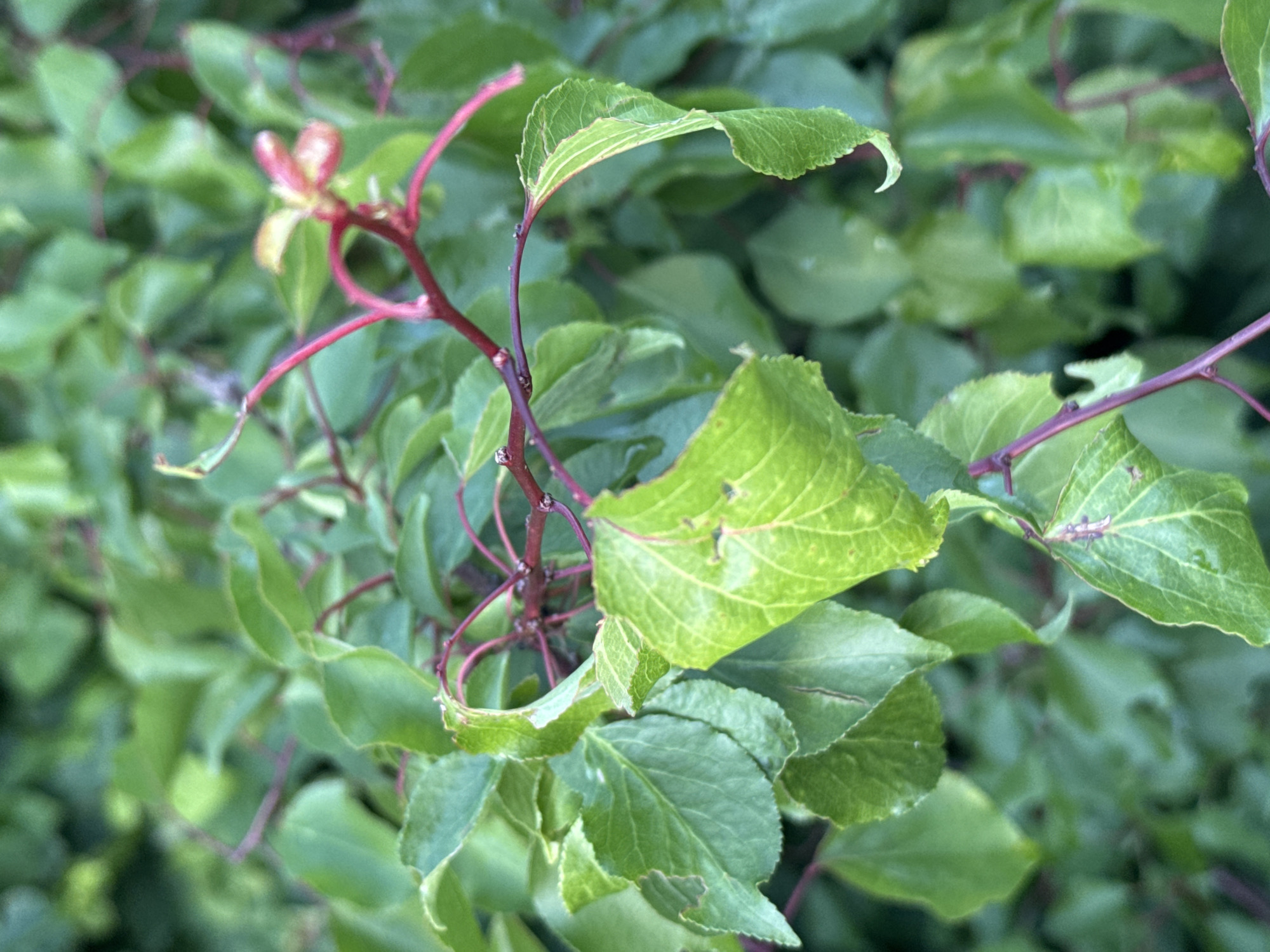 The image shows a close-up of a plant with green leaves and thin red stems. Some of the leaves are curled or damaged, with visible veins and some browning or discoloration. In the upper right portion of the image, there is a cluster of small, reddish-pink buds or new growth on a red stem. The background is filled with more green foliage, creating a soft, blurred effect. There are no people or discernable man-made objects in the image. The lighting suggests it is daytime, possibly overcast or in shade, as there are no harsh shadows. The scene appears to be outdoors in a natural setting.