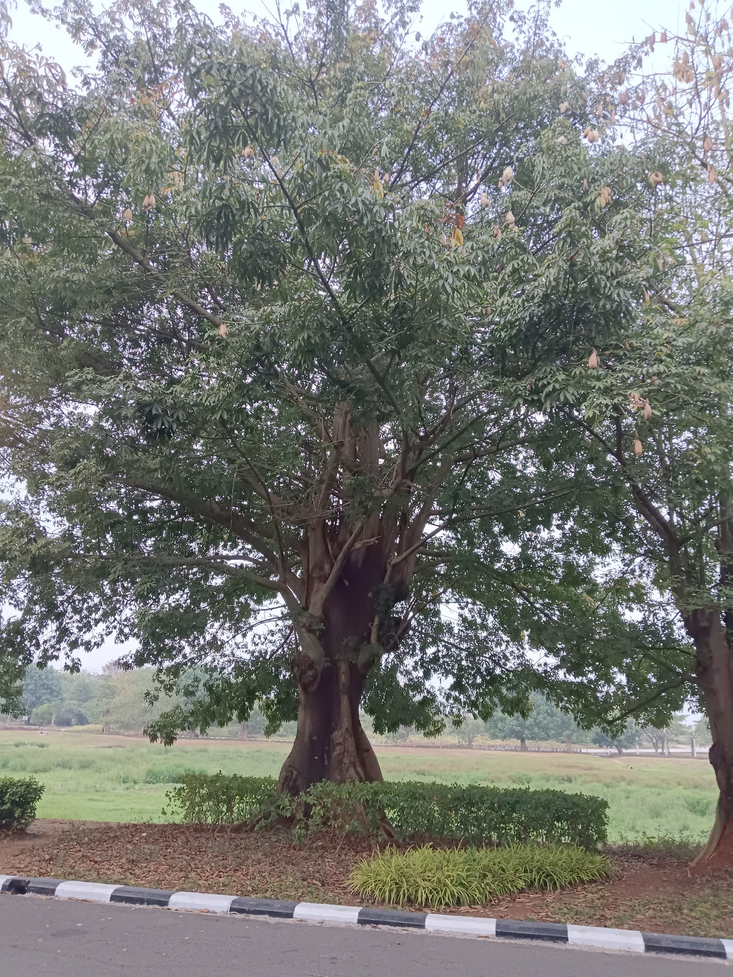 A wide shot captures a large, mature tree with a thick, textured trunk and a sprawling canopy of dense green leaves. Several light-colored seed pods hang from the branches. The tree stands in the foreground on the right, with its trunk partially obscuring a green, grassy field in the background. A paved road with a black and white striped border runs along the bottom of the image. Small, manicured bushes and a patch of ornamental grass are situated between the road and the tree. In the distance, more trees and a pale sky can be seen, suggesting an outdoor, possibly park-like setting in Jayamukti, Indonesia. The overall atmosphere is serene and natural.