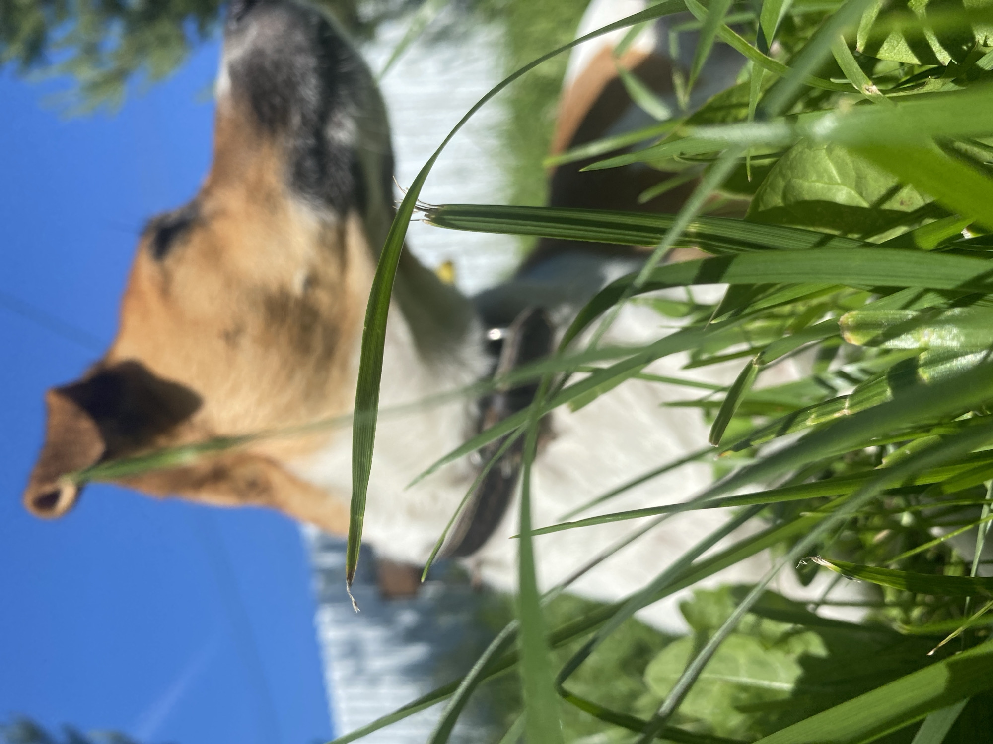 In a close-up, low-angle shot, a Jack Russell Terrier with brown and white markings is the primary subject, partially obscured by lush green grass in the foreground. The dog's head is turned to the right, with its eyes closed and a relaxed expression. The background features a bright blue sky, a white fence, and a blurred tree. The scene appears to be set outdoors, likely in a residential yard. The location is specified as Bol'shoe Zaborod'e, Russia.