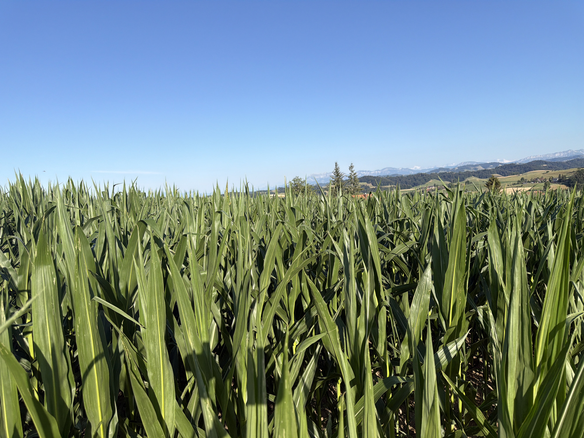 The image captures a close-up view of a dense cornfield under a clear blue sky. The foreground is dominated by the tall, green stalks and leaves of the corn plants, with their long, pointed leaves creating a lush, textured surface. Sunlight casts shadows through the foliage, highlighting the vibrant green hues and subtle yellow striping on some of the leaves. In the midground, the cornfield extends towards a rolling landscape. Two prominent evergreen trees stand out, and beyond them, the land slopes upwards, revealing scattered buildings, fields, and a backdrop of distant, hazy mountains. The overall impression is of a serene rural setting in Ufhusen, Switzerland, bathed in bright daylight.