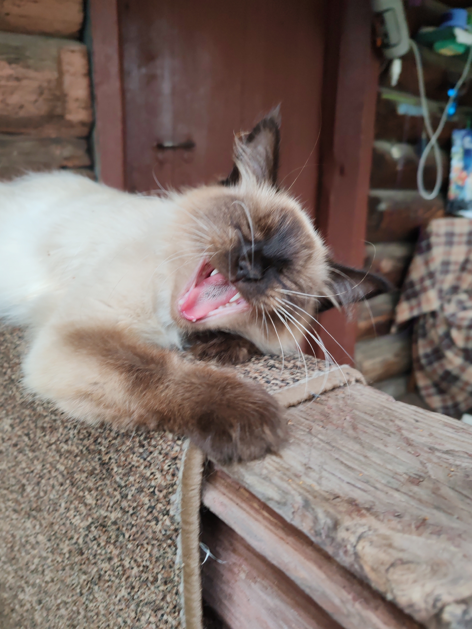 A close-up, slightly blurred, eye-level shot captures a Siamese cat in the process of yawning. The cat, with its distinctive cream-colored fur and darker points on its ears and face, is lying on its side on a textured, rough surface. Its mouth is wide open, revealing a pink tongue and white teeth. The cat's front paw is visible, resting on the surface. The background is out of focus, but appears to be outdoors, possibly near a rustic wooden structure. The image is taken from a perspective that emphasizes the cat's yawn. The location is the city of Kashino, Russia.
