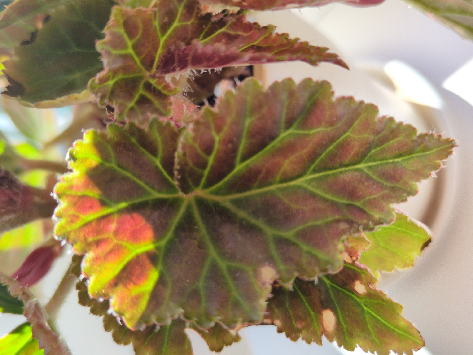 The image shows a close-up view of a plant with dark green and red leaves, with prominent green veins. The leaves have serrated edges and a slightly fuzzy texture. Sunlight is hitting the leaves from the upper left, creating bright highlights and casting shadows. The plant appears to be in a pot, partially visible at the bottom of the image. The background is blurred and predominantly white, suggesting an indoor setting with soft lighting. There are no people or animals visible in the image. The image is an unedited, close-up photograph of the plant. The location of this image in Kulebaki, Russia, is not determinable from the visual information provided.