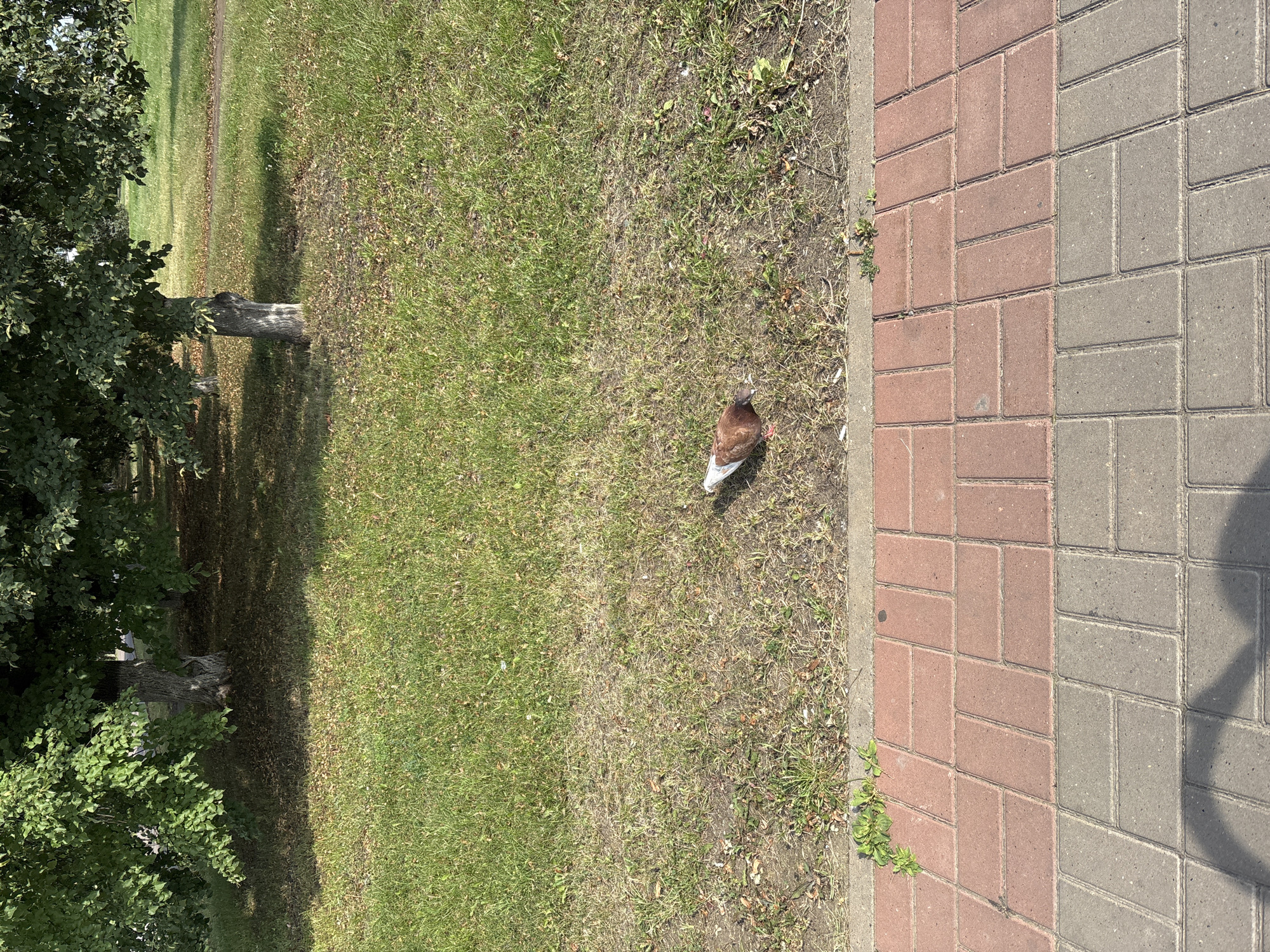 A pigeon with brown and white plumage stands on a grassy area next to a paved sidewalk. The grass is a mix of green and dry blades, with some fallen leaves scattered throughout. In the background, several trees with dense green foliage cast shadows on the ground. The sidewalk is made of interlocking bricks, with a section of red bricks adjacent to a section of gray bricks. The scene appears to be in a park or public space in Naberezhnye Chelny, Russia.