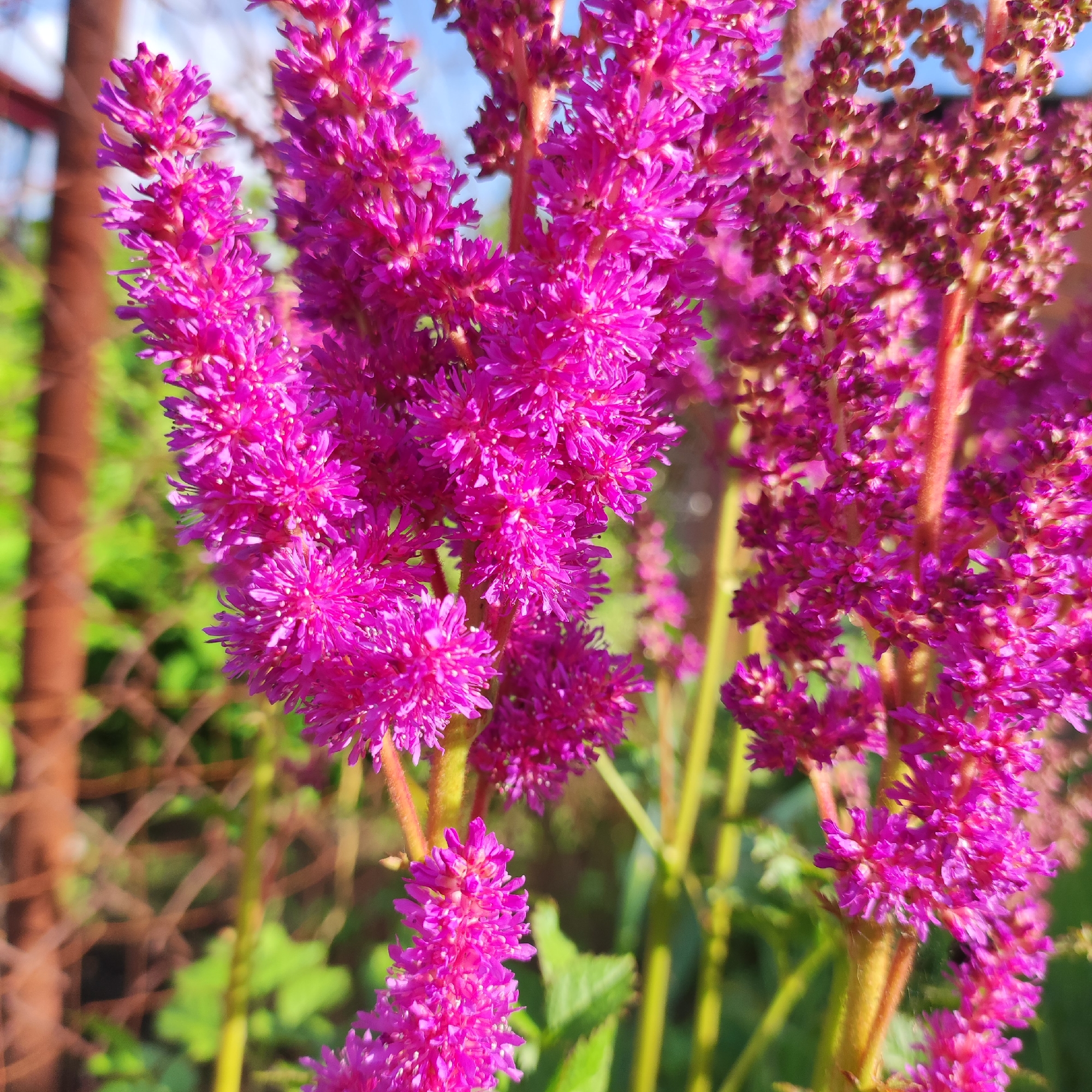 The image shows a close-up of pink astilbe flowers blooming in front of a blurry background of greenery and a chain-link fence with a brown metal post. The flowers are in focus, with their feathery petals clearly visible. The lighting suggests it is daytime, and the overall scene appears to be outdoors in a garden or park setting. There are no people or animals visible in the image. The location is identified as Navoloki, Russia.