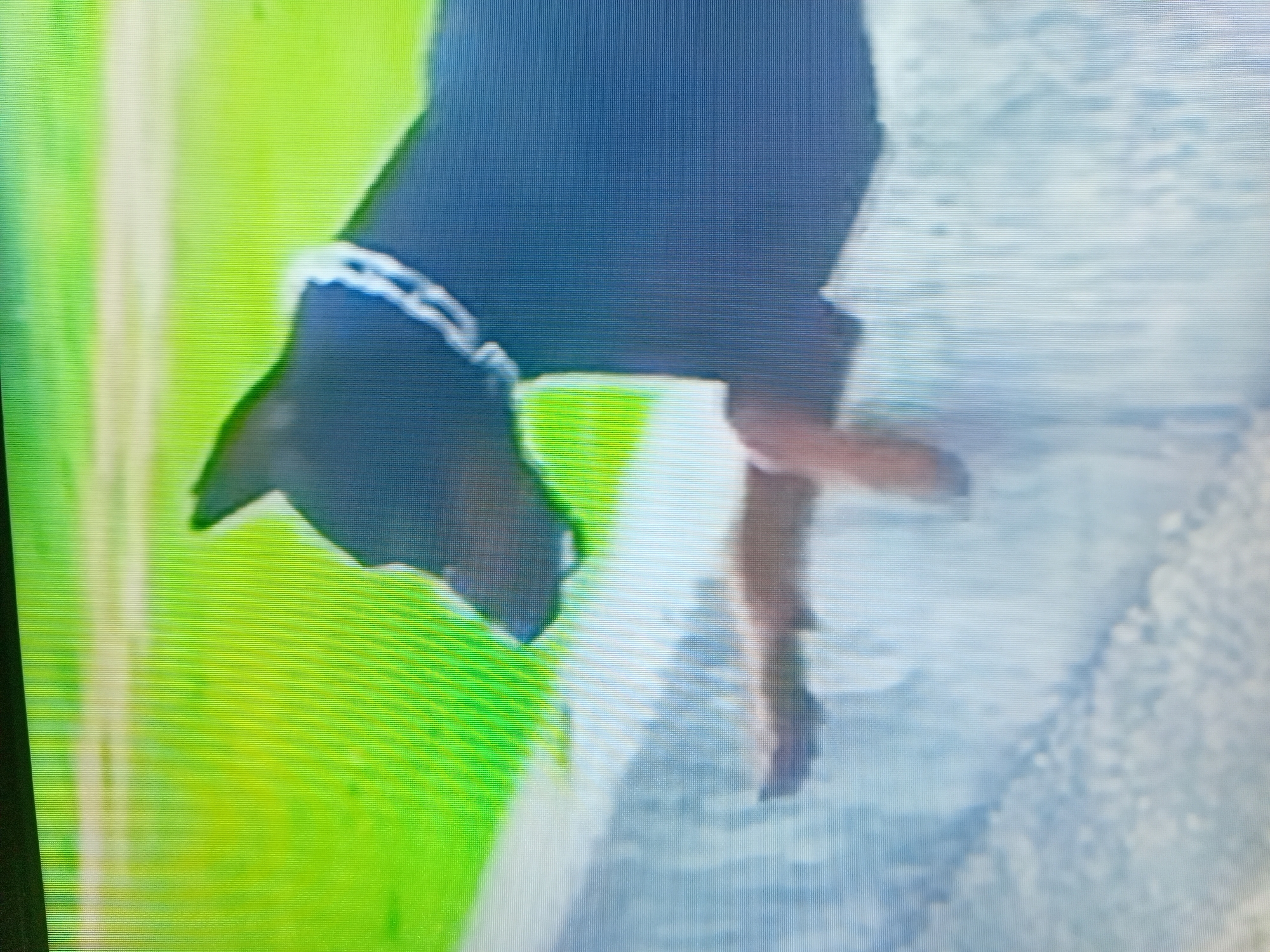 An adult black dog with a white collar is standing on a grey concrete ledge. The dog is facing right, with its head turned slightly towards the left. Its front paws are extended forward, and it appears to be looking down. The background is a blur of green grass and a light-colored object, possibly a fence or wall. The image is low-resolution and has a grainy appearance, suggesting it was taken with a low-quality camera or from a distance. There are no people visible in the image.
