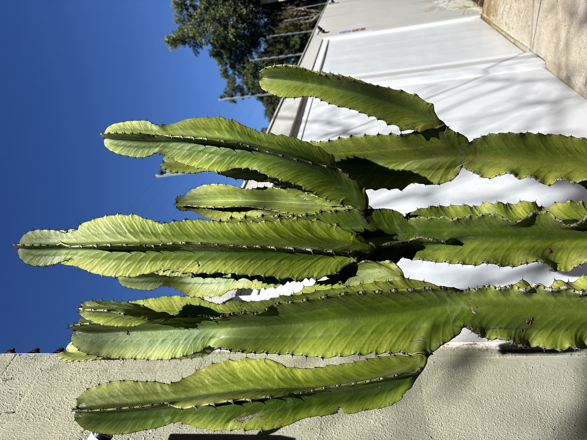 A tall, multi-branched Euphorbia ingens cactus stands against a textured light-colored wall on the left and a white fence on the right. The cactus's thick, green stems have prominent ridges and sharp spines along their edges. The sky above is a clear, vibrant blue. The scene appears to be outdoors in an urban setting, possibly in a residential or commercial area of São Paulo, Brazil, suggested by the type of vegetation and architectural elements. There are no people or animals visible in the image. The lighting indicates it is daytime with strong sunlight casting shadows.