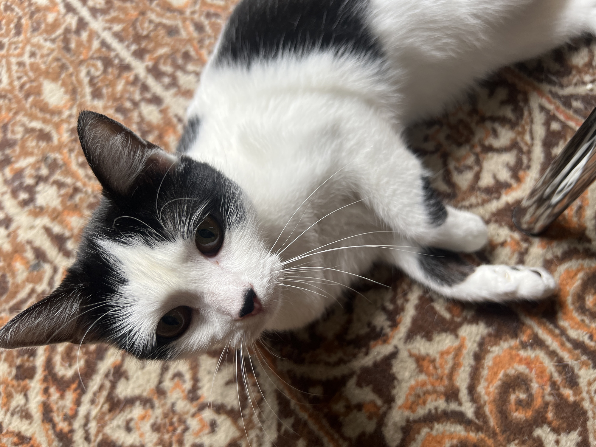 This is a close-up, high-angle, eye-level shot of a black and white cat lying on a patterned carpet. The cat is positioned diagonally from the top left to the bottom right of the frame, with its head facing upwards towards the camera. Its fur is predominantly white with black markings on its ears, head, and back. The cat's eyes are wide and brown, and its long white whiskers are clearly visible. Its nose is pink with a small black marking. The carpet has a detailed, ornamental pattern in shades of brown and orange. A metallic object, possibly part of a chair or table leg, is visible in the upper right quadrant of the image, reflecting light. The lighting appears to be indoor and natural, suggesting daytime. The cat appears calm and alert, looking directly at the viewer. There is no visible text in the image. The setting is indoors, likely a living space.