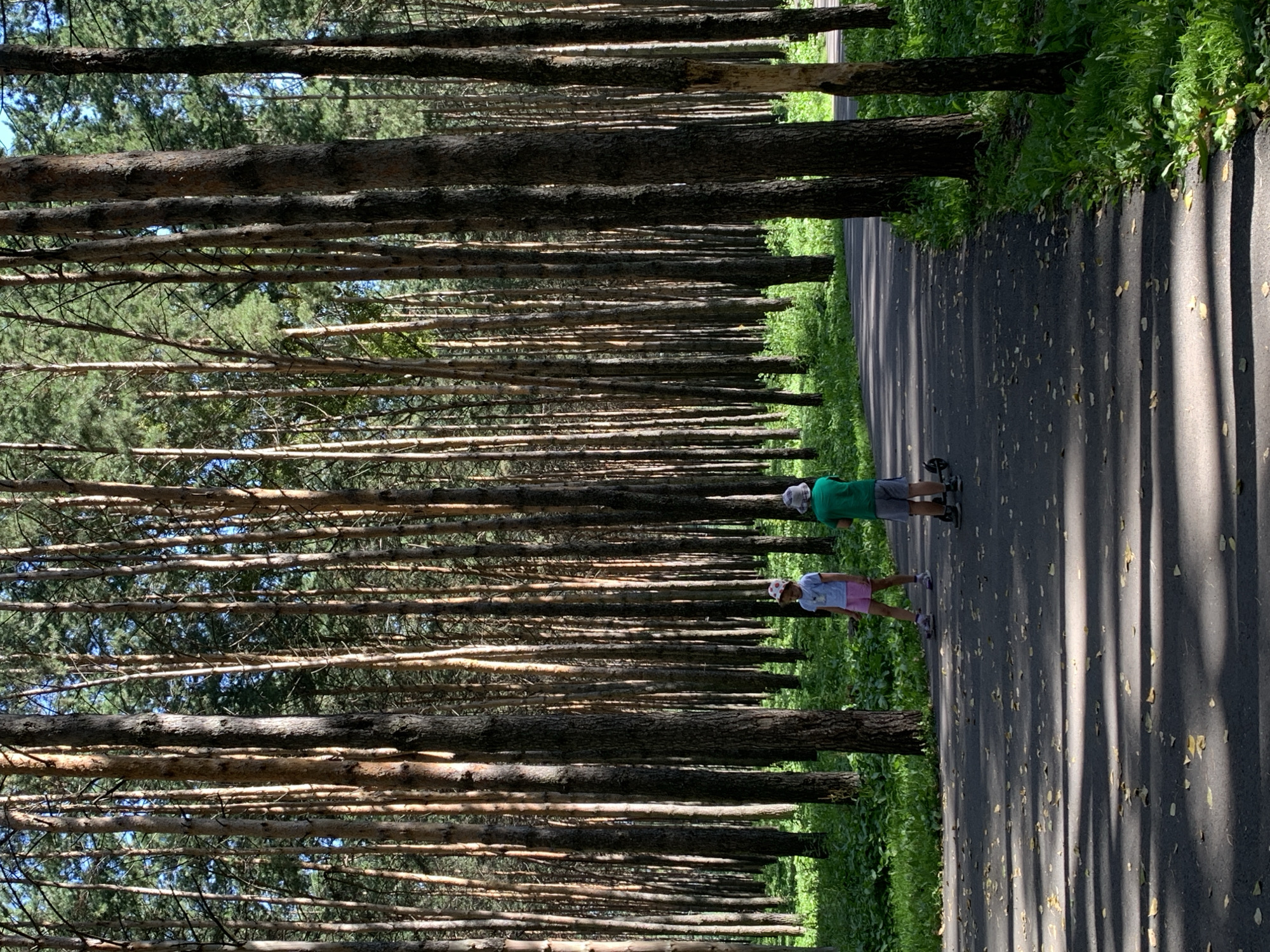 In a dense pine forest with a paved pathway winding through, two children are visible. On the left, a young girl wearing a light blue t-shirt and pink shorts stands with a scooter at her feet. To her right, a boy in a green t-shirt and grey shorts also stands with a scooter. Sunlight filters through the tall trees, casting dappled shadows on the path. The forest floor is covered in lush green grass and scattered leaves. The scene is likely located within a park or recreational area in the city of Prokopyevsk, Russia, given the prevalence of pine forests in the region.