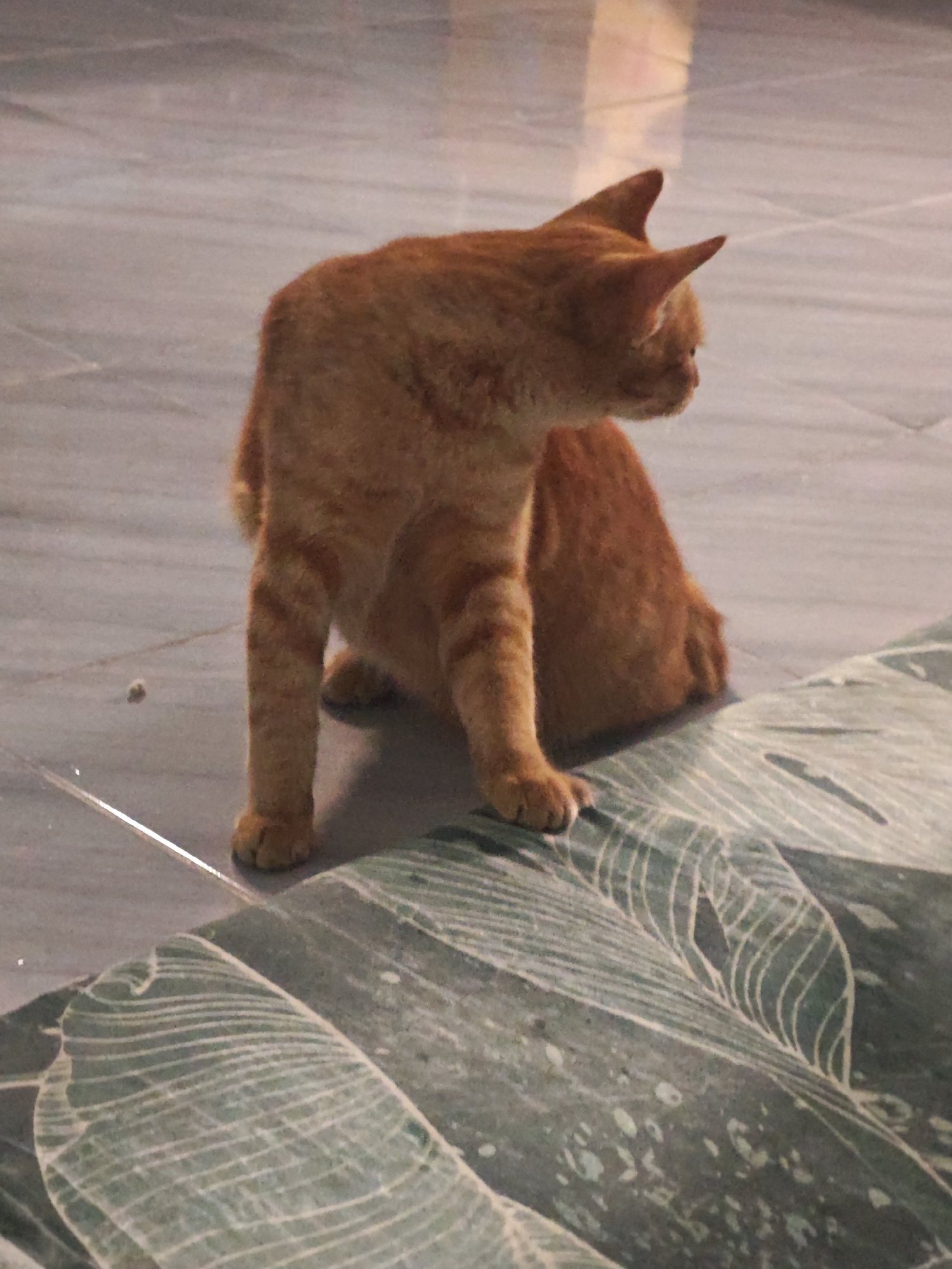 An orange tabby cat with striped markings sits on a tiled floor, its body angled to the right and its head turned to look over its left shoulder. The cat's front paws are positioned forward, and its hind legs are tucked beneath it. In the foreground, a patterned fabric, possibly a rug or blanket, with a leaf-like design in green and white, is draped. The floor appears to be tiled in a light gray or white color with visible grout lines. The background shows a blurry reflection of what might be lighting or furniture. The scene is indoors, likely in a residential setting in Sarongan, Indonesia.