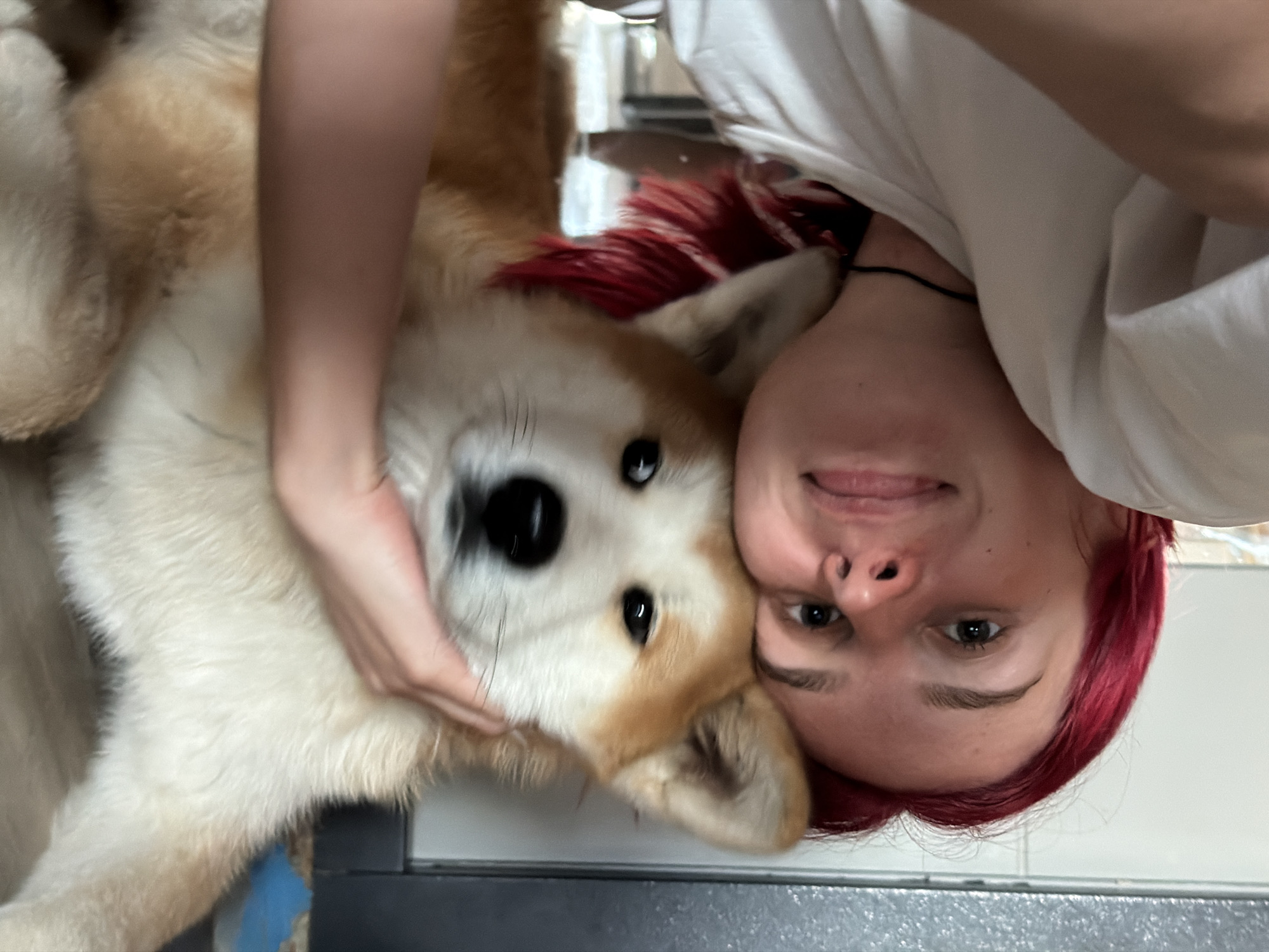A close-up, intimate portrait features a person and a dog in an indoor setting. The image is tightly cropped, focusing on the heads of both subjects, suggesting a selfie or a very close shot.
On the right, a young person with vibrant red hair and a slight smile is visible. They are wearing a white t-shirt, and their head is tilted towards the dog. One of their hands is gently placed on the dog's face, near its muzzle and chin, further emphasizing the affectionate interaction.
On the left side of the frame is a fluffy dog, likely a medium-sized breed such as an Akita or Shiba Inu, with a fawn and white coat. The dog has dark, expressive eyes and a black nose, and its face is turned towards the viewer, looking directly at the camera. Its ears are partially visible, pointing upwards.
The background is softly blurred, suggesting an indoor environment with light-colored surfaces. A dark, linear element, possibly a piece of furniture or a counter edge, is visible horizontally in the lower portion of the image. The overall mood conveyed is one of warmth, affection, and happiness between the person and their pet. There is no visible text in the image. The location is Chaikovsky, Russia.