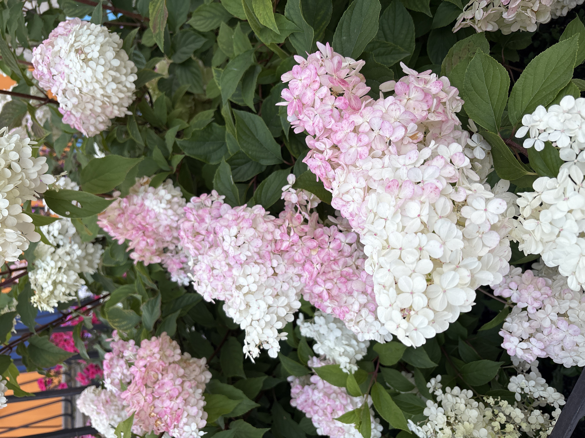 The image shows a close-up of hydrangeas in bloom, with clusters of white and pink flowers. The hydrangeas are in the foreground, with lush green leaves forming the background. The flowers are densely packed, creating a soft, textured appearance. Some of the flowers are a pure white, while others have delicate pink tinges, particularly towards the tips of the petals. The lighting suggests it is daytime, with soft shadows indicating diffused light. There are no people visible in the image. The image was captured in Kungur, Russia, and focuses solely on the botanical subject matter.