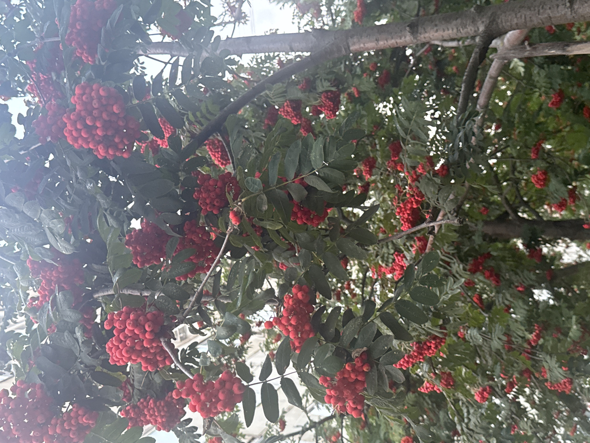 A medium shot captures a close-up view of a rowan tree heavy with clusters of bright red berries, set against a backdrop of foliage and a building. The tree's branches are laden with the round, scarlet fruits, interspersed with dark green, compound leaves. Sunlight filters through the leaves, creating a dappled effect. A portion of a building, appearing light-colored with visible windows, is discernible in the upper left background, suggesting an urban or suburban setting. The image appears to have been taken outdoors in Ufa, Russia, likely during the autumn season when rowan berries are ripe. No people or animals are visible in the frame. The perspective is from below, looking up into the canopy of the tree.