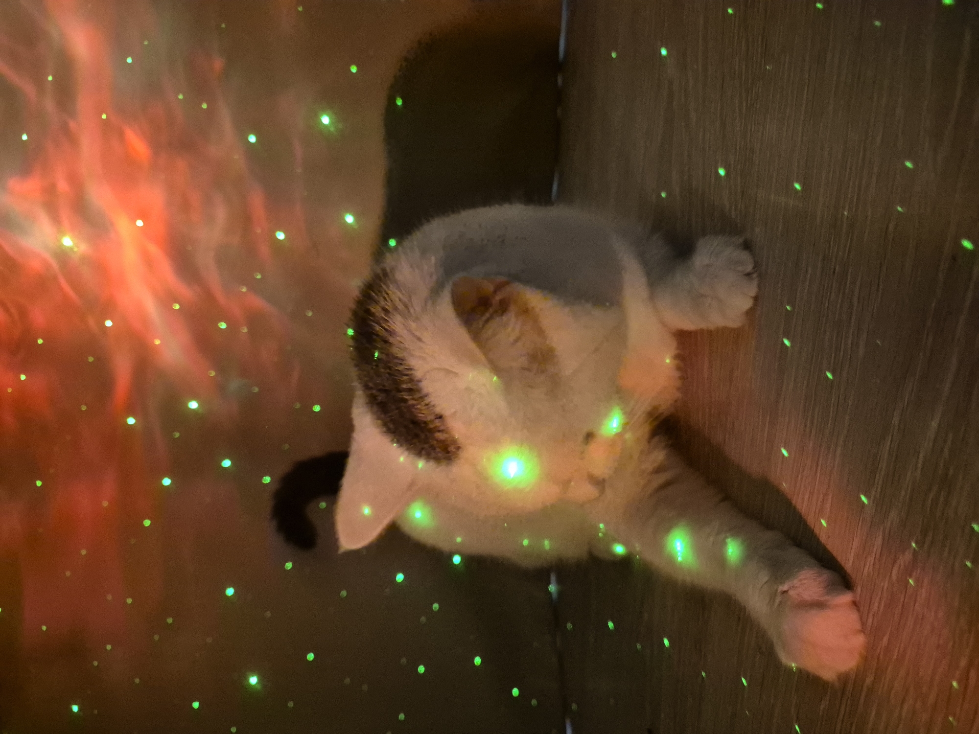 A white and brown cat is lying on a wooden floor, illuminated by green laser lights. The background features a reddish nebula-like projection. The cat is mostly white with brown markings on its head and back, and its tail is black. The scene is dark, with the laser lights creating a speckled effect across the cat and the floor. The image appears to be taken indoors, with the projection likely coming from a light projector. There is no discernible location in the city of Chaikovsky, Russia.