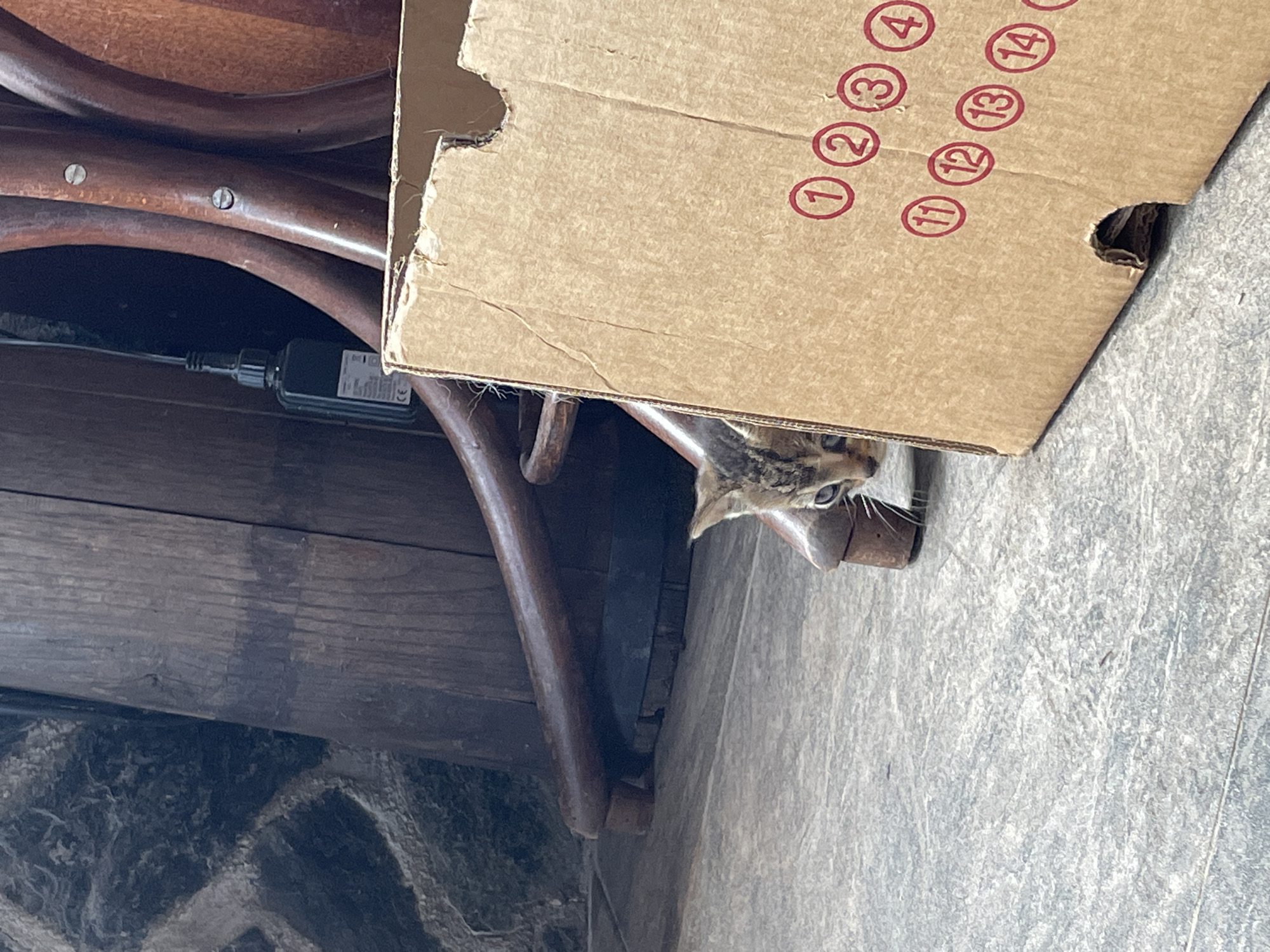 A kitten with tabby fur is partially visible under a brown cardboard box labeled with red numbers "1", "2", "3", "4", "11", "12", "13", and "14". The box sits on what appears to be a stone-like surface. The kitten's eyes and a small portion of its nose are visible. A wooden chair or table with curved legs is positioned adjacent to the box and kitten. A black electrical component with attached wires is visible underneath the wooden structure. To the left of the wooden structure, there appears to be a stone or brick wall. The location is unknown.