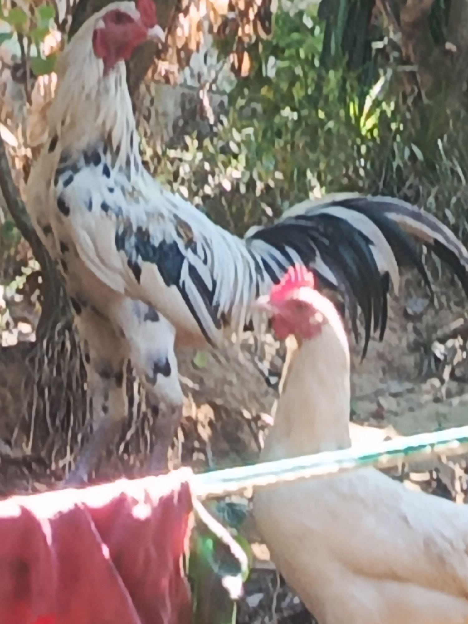 This image shows two chickens in an outdoor environment, likely a backyard or rural area, with foliage and shadows visible. The larger chicken, a rooster, is prominently featured on the left side of the frame. It has a white body with black speckles, a red comb and wattle, and a long, dark tail with white and grey feathers. The second chicken, a hen, is visible in the foreground on the right, facing away from the viewer. It has a light-colored body, and its head with a red comb is visible. A red cloth is draped in the lower left corner, and a green string or wire runs horizontally across the middle of the frame. The scene appears to be in Kendari, Indonesia, based on the context provided.