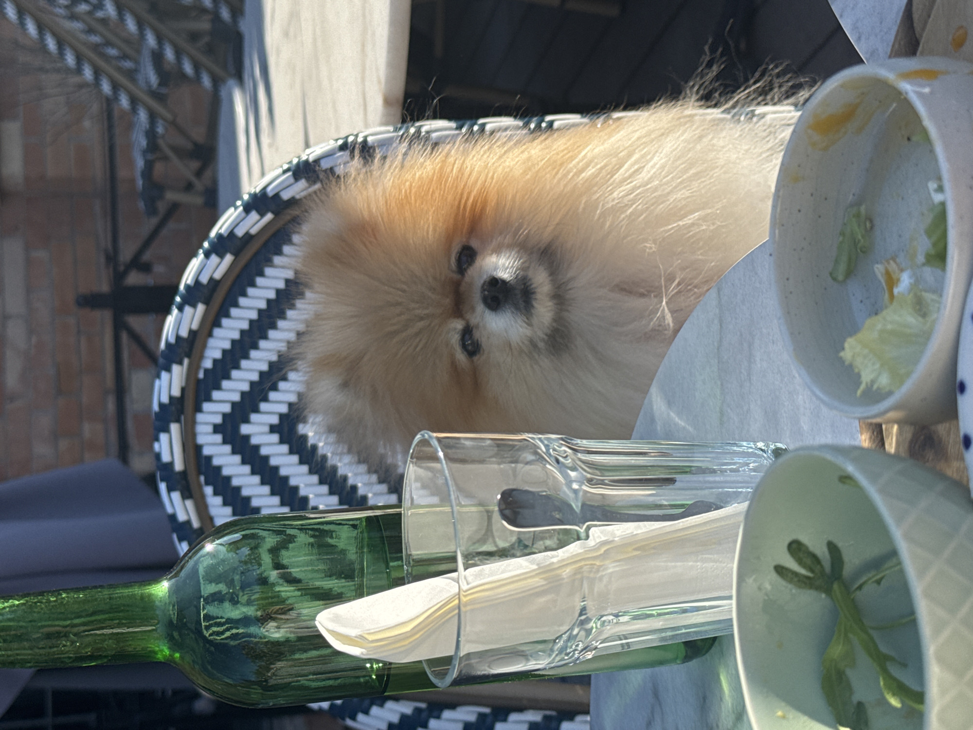 A fluffy, light brown Pomeranian dog with dark eyes and nose is the central subject of this image. The dog is seated in a chair with a distinctive black and white woven geometric pattern, its head turned directly towards the viewer with a curious and calm expression. Its extensive fur, appearing very soft, dominates the frame around its face.
The scene depicts an outdoor dining setting, likely a cafe or restaurant patio, under bright sunlight, indicating it is daytime. The strong illumination creates visible shadows and highlights on the objects. On the light-colored tabletop in front of the dog, several items are visible: a dark green glass bottle, a clear glass tumbler containing neatly folded white paper napkins, and two small ceramic bowls. One bowl contains remnants of green lettuce or salad, while the other holds some green leafy garnish, suggesting a meal has recently taken place or is ongoing.
In the background, out of focus, a reddish-brown brick wall is visible, along with some metallic structures, possibly part of another building or outdoor furniture. The overall atmosphere suggests a relaxed outdoor gathering where the dog is a comfortable companion. There is no visible text in the image.