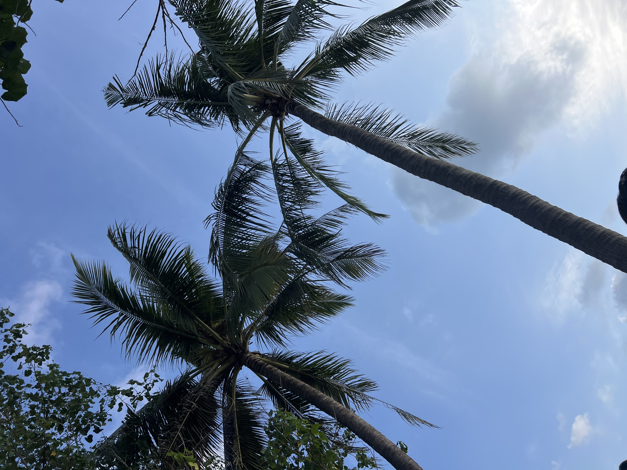 This image captures a low-angle view of two tall palm trees against a clear blue sky with scattered white clouds. The fronds of the palm trees are dark green and feathery, with some appearing to sway gently. The trunks of the palm trees are rough and textured, indicative of their age and height. On the left side of the frame, a portion of another tree with dense green foliage is visible, providing a contrast to the slender palm trees. The lighting suggests it is either early morning or late afternoon, casting a soft glow on the scene. The location is identified as Kuta, Indonesia, a popular tourist destination known for its beaches and palm-lined streets. The image evokes a tropical atmosphere and a sense of tranquility.