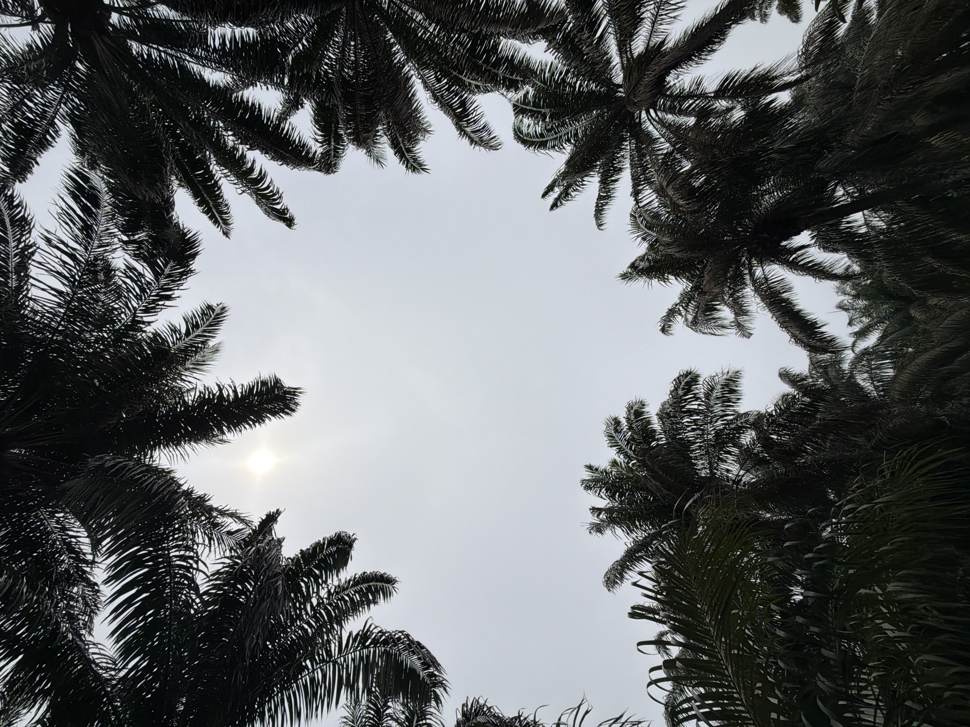The image depicts an upward-looking view into the canopy of numerous palm trees in Lekki, Nigeria. Dark, silhouetted palm fronds frame a bright, hazy sky. The sun, appearing as a diffused, luminous disc, is visible in the upper central portion of the frame, partially obscured by the fronds. The overall lighting suggests backlighting, rendering the palm foliage in dark tones against the lighter sky. No people, animals, or man-made structures are visible within the frame. The scene presents a natural environment dominated by tropical vegetation under an overcast or hazy sky.