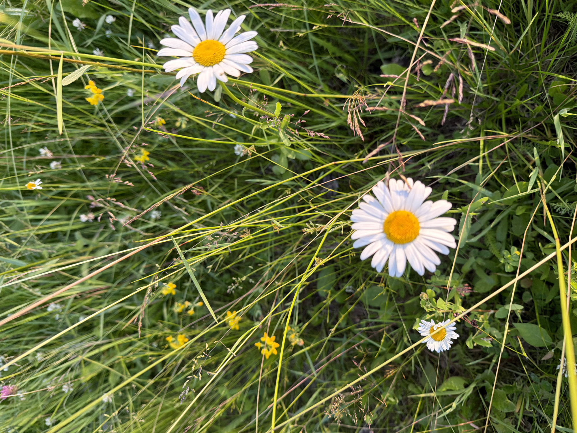 This media file shows a close-up view of daisies and other wildflowers growing in a grassy field. The sun is shining, casting a warm light on the scene, suggesting it is daytime. The overall impression is one of a peaceful and natural setting. The lush green grass and scattered yellow and white flowers evoke a sense of summer or late spring. There are no people or specific objects visible besides the flora. The composition is naturalistic, focusing on the texture and detail of the plants. The specific location, Красный Маяк, Russia, is provided, which could be a rural or semi-rural area. The image does not contain any visible text.