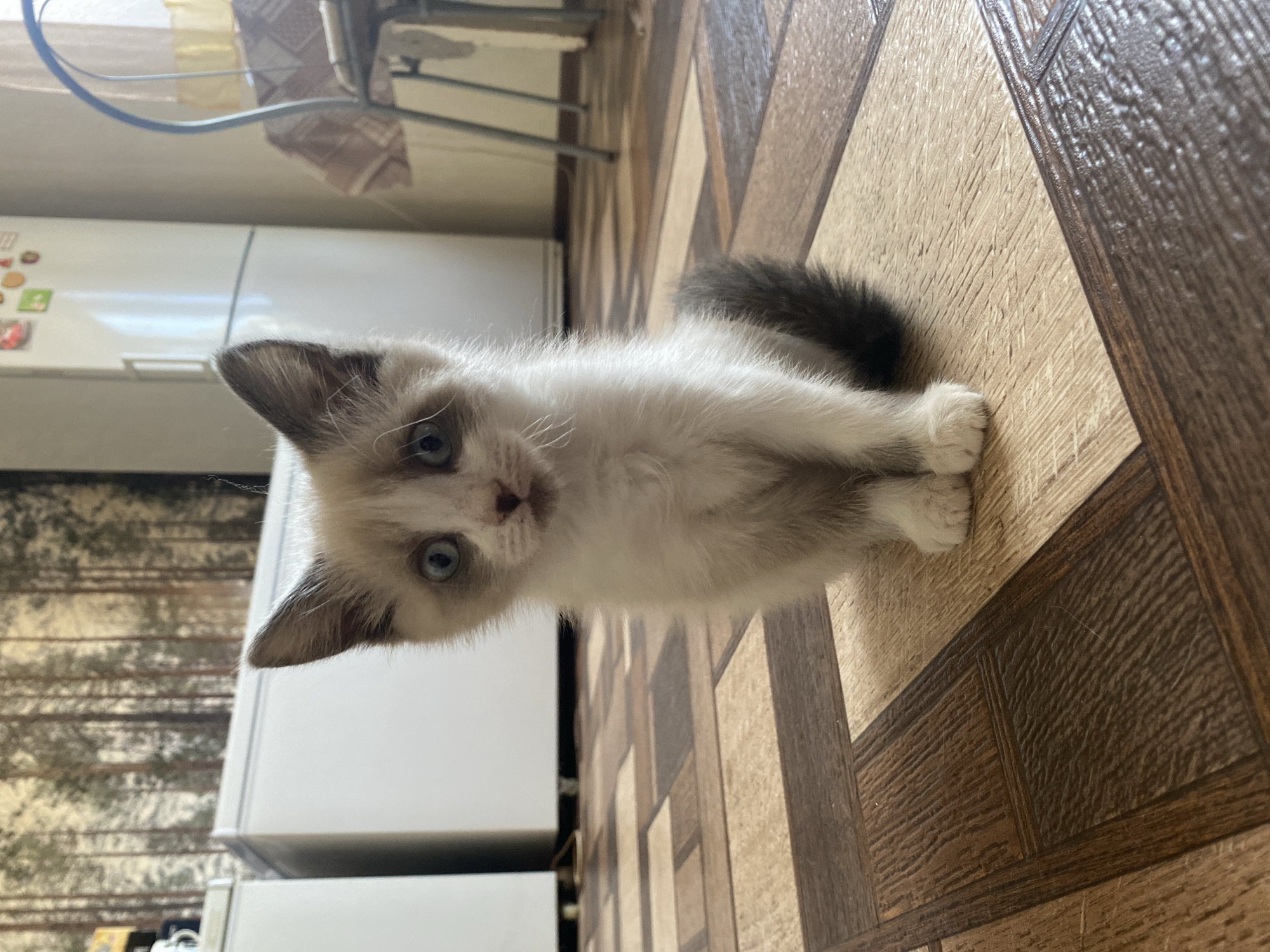 A fluffy, light-colored kitten with blue eyes and dark ears sits on a wood-patterned floor. The kitten is facing the camera, with its paws tucked beneath it. Its tail, which is dark grey and fluffy, curves around its body. The background of the image shows a white refrigerator, a chair with a checkered tablecloth, and a wall with a nature-themed wallpaper. This scene is located in the city of Kisliakovskaya, Russia.