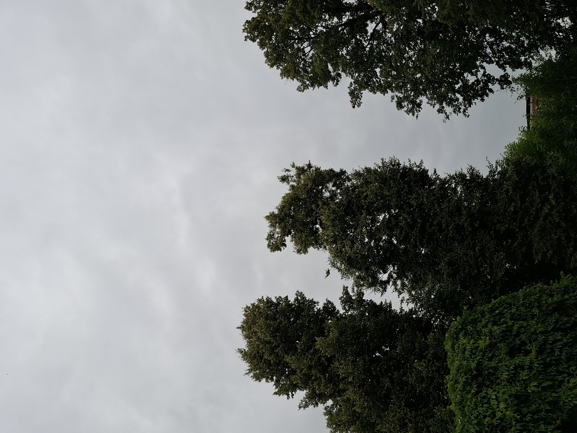The image shows a view from below, looking up at the canopy of several large trees against a grey, overcast sky. In the foreground, a dense, dark green mass of ivy covers a rounded shape, possibly a bush or a low wall. Behind and to the right of the ivy are the dark green leaves and branches of two large trees. A third, taller tree stands to the left, its upper branches reaching into the sky. In the middle distance, a part of a building with a visible roofline peeks through the foliage. The sky is uniformly grey with some lighter cloud formations. There is a very small dark speck in the sky, possibly a distant bird. The scene appears to be an outdoor environment within a city.
