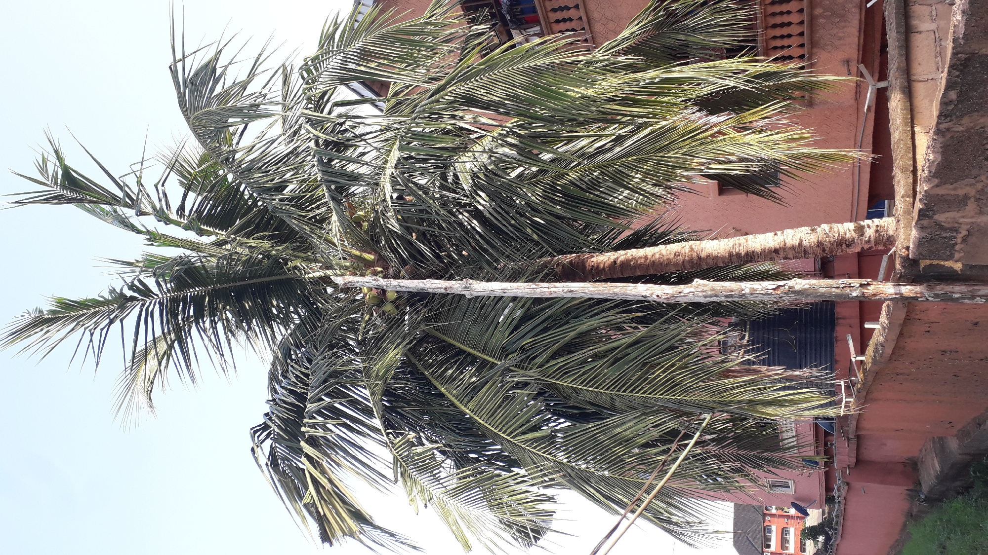 The image shows a tall coconut tree located in Nkpor, Nigeria. The tree is positioned close to a salmon-colored building, with its leaves partially obscuring the view of the building's facade. A wooden support structure rests against the trunk of the tree. The sky is visible in the background.