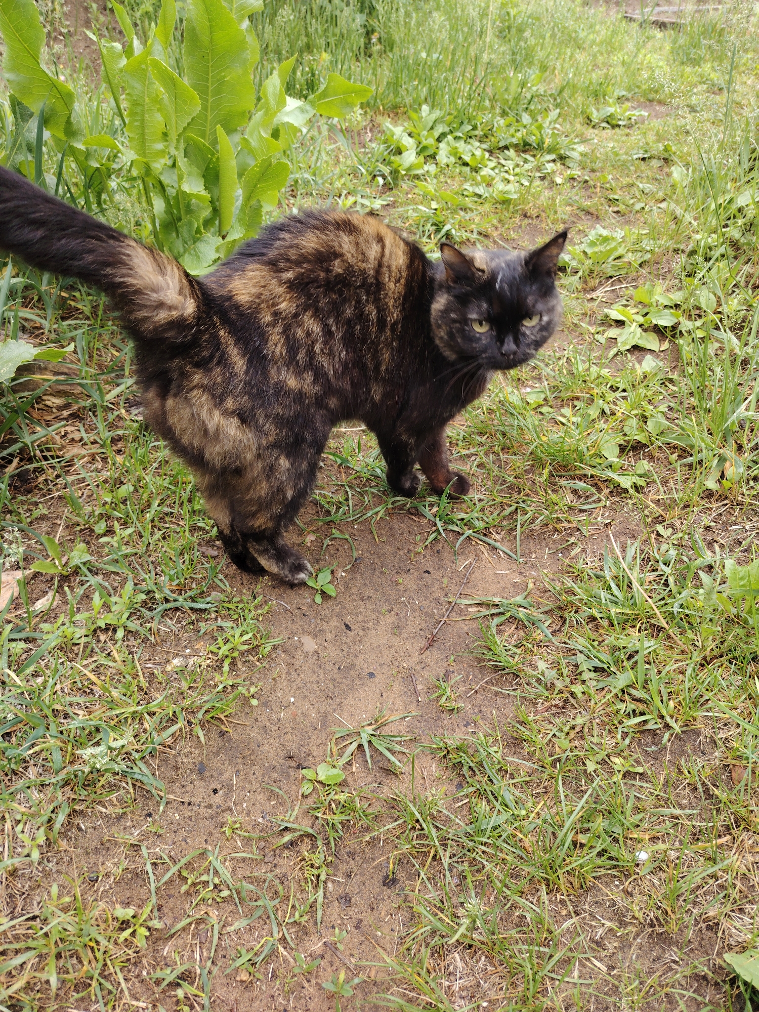 A medium-sized cat with a distinct tortoiseshell pattern of black, brown, and ginger fur stands outdoors, looking directly at the viewer. Its body is angled slightly away, with its tail raised and extending towards the left side of the frame. The cat has intense, slightly narrowed yellowish-green eyes and a small patch of white fur above its left eye.
The scene is an unkempt grassy area or garden. The ground is a mix of green grass blades and patches of bare, moist-looking brown earth. In the background, large, vibrant green leafy plants are prominent, along with more sparse grass and glimpses of darker earth or wood farther back.
The activity captured is the cat pausing and observing its surroundings or the photographer. The lighting suggests it is daytime, possibly under an overcast sky or in the late afternoon, as there are no strong, harsh shadows. No text is visible in the image. The overall setting appears natural and rural, consistent with an outdoor location in Chaikovsky, Russia.