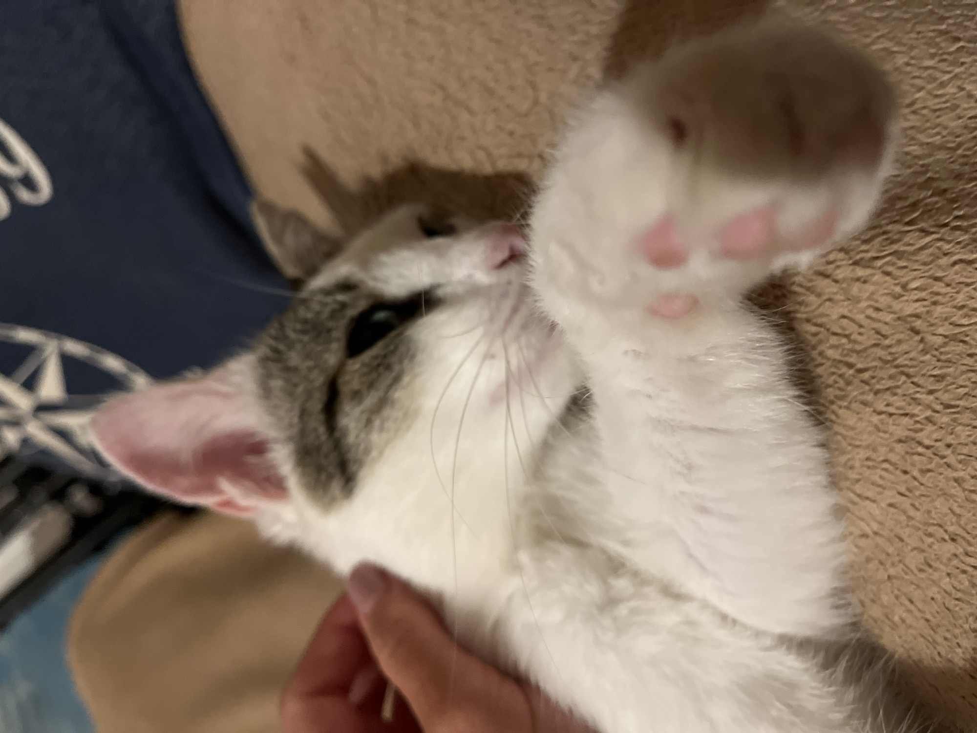 In Šušanj, Montenegro, a close-up shot captures a white and gray tabby kitten resting on a textured tan surface, likely a blanket. The kitten is lying on its side, with its head tilted back. A person's hand, with visible fingernails, is gently stroking the kitten's head, near its left ear. The kitten's left paw is extended forward, displaying its pink toe beans. The background shows a blurred blue object with a white pattern, possibly a pillow or piece of furniture. The lighting is dim, creating a soft, intimate atmosphere.