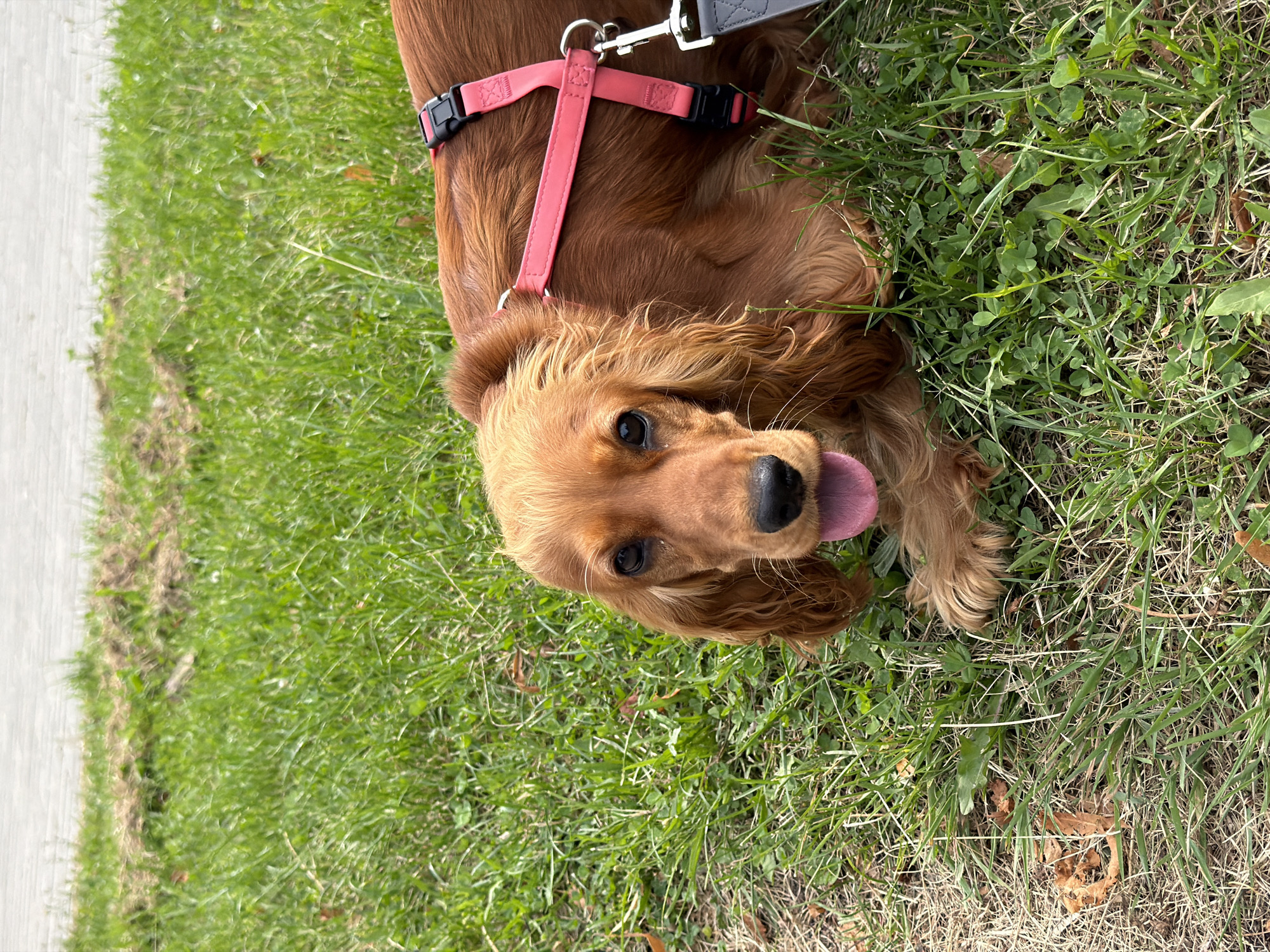 A medium shot, eye-level, vertical, outdoor, natural light photograph shows a tan-colored Cocker Spaniel lying on a patch of green grass. The dog is looking directly at the camera with its mouth open and tongue hanging out. It is wearing a pink harness. The grass is a mix of green and dry blades, with a few fallen leaves. In the background, out of focus, is a paved surface, possibly a sidewalk or road. The scene appears to be a park or natural area within the city of Minsk, Belarus.